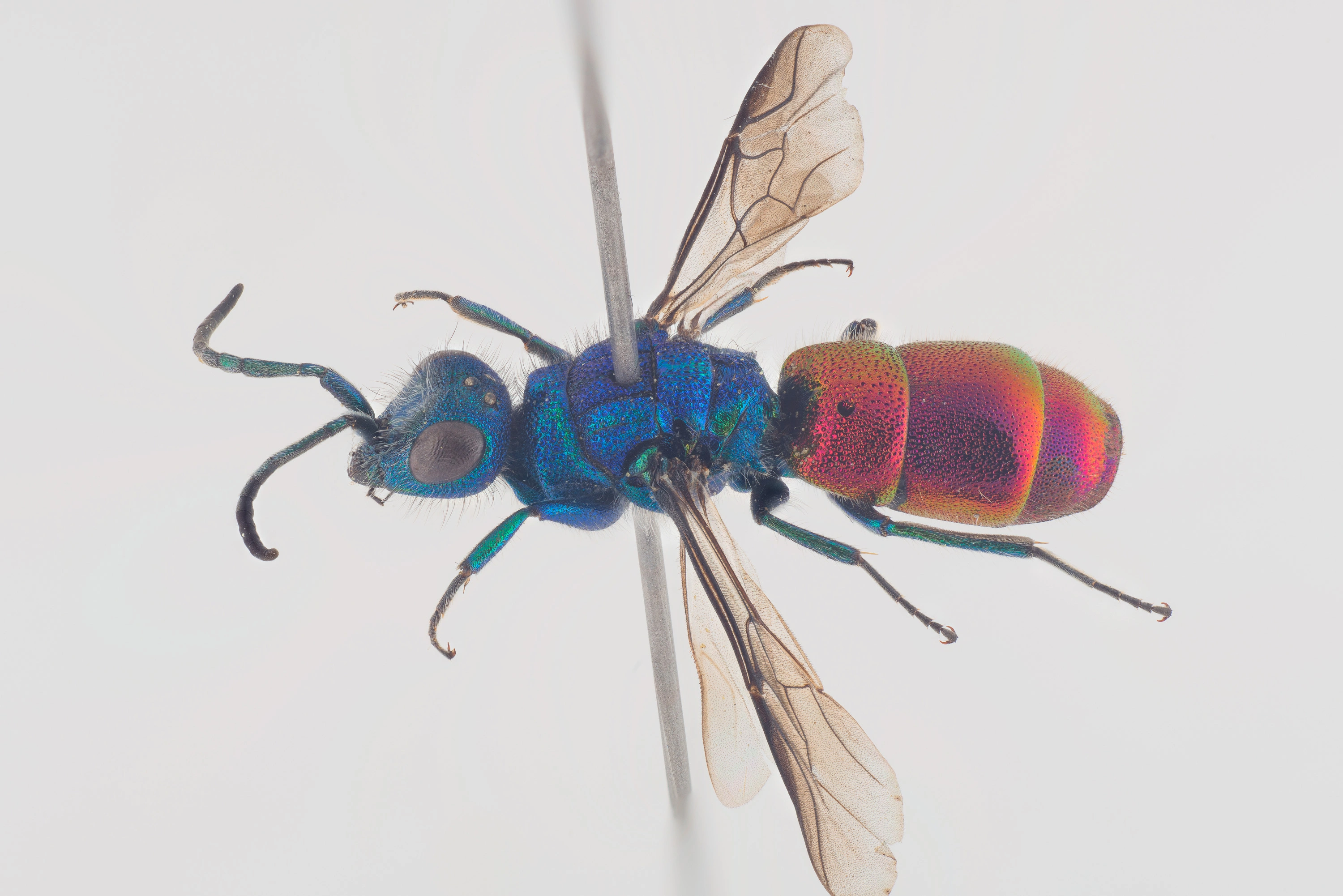 : Chrysura radians.