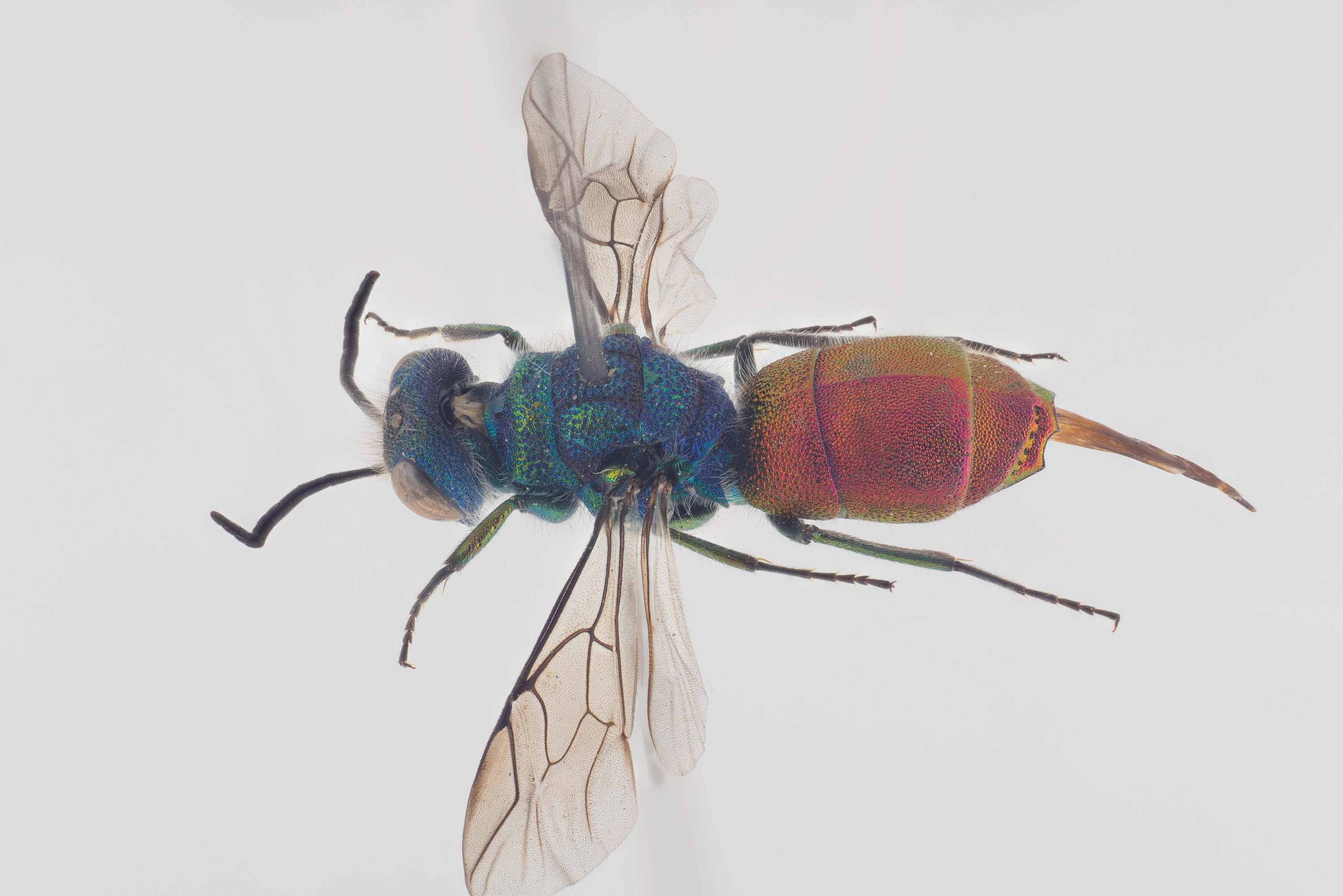 : Chrysis ruddii.