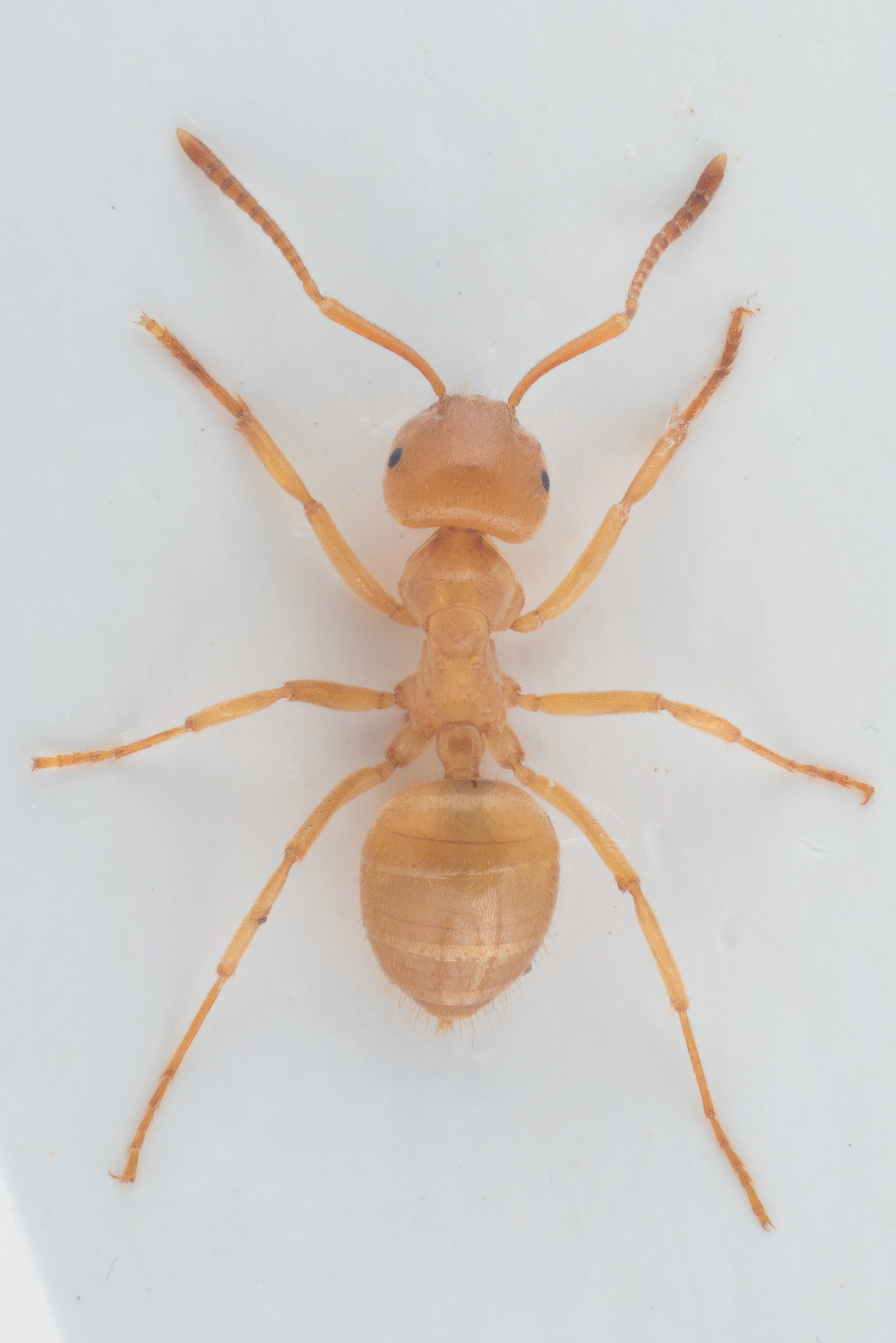 : Lasius meridionalis.