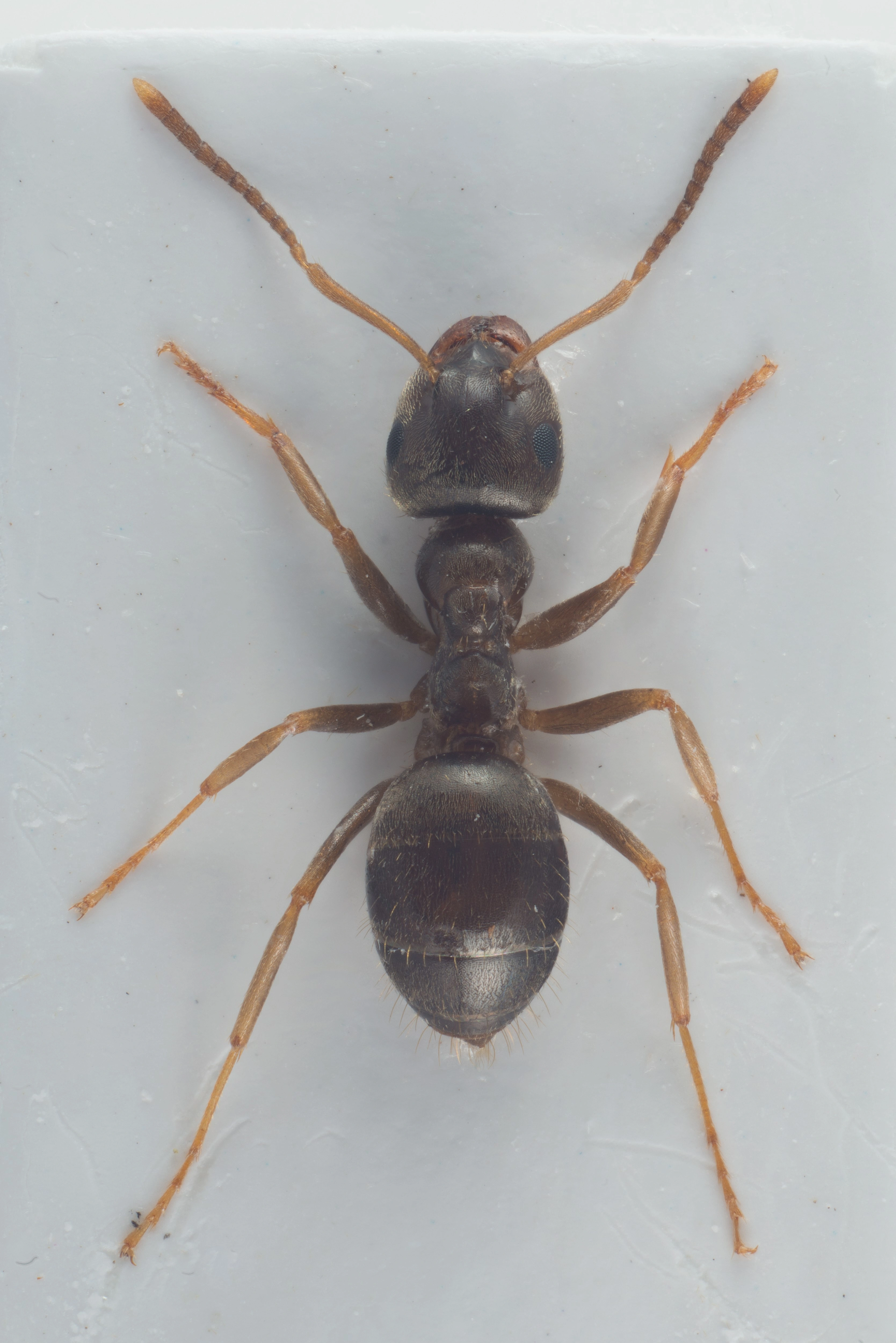 : Lasius (Lasius) psammophilus.