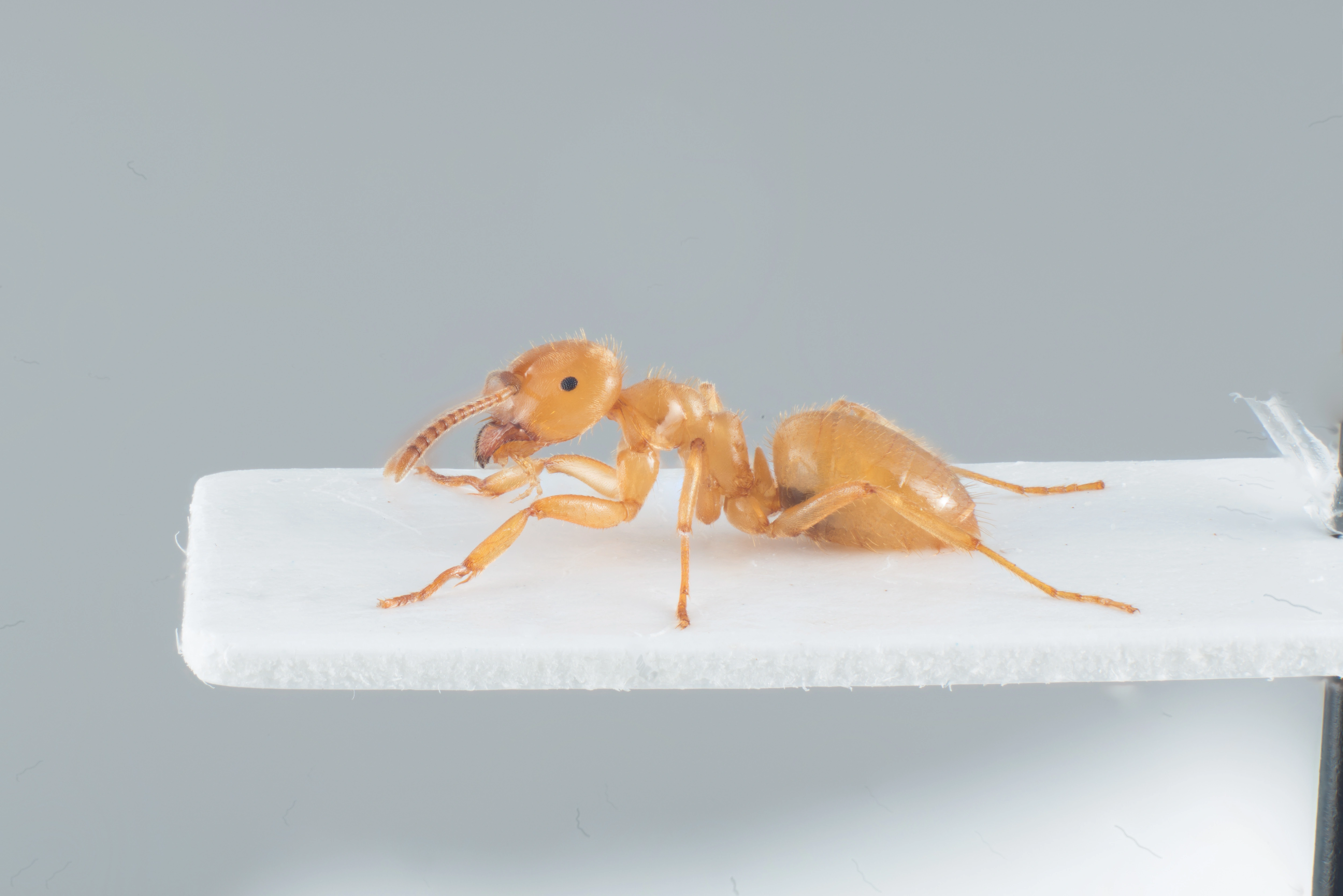 : Lasius (Chthonolasius) meridionalis.