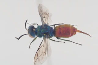 : Chrysis ruddii.