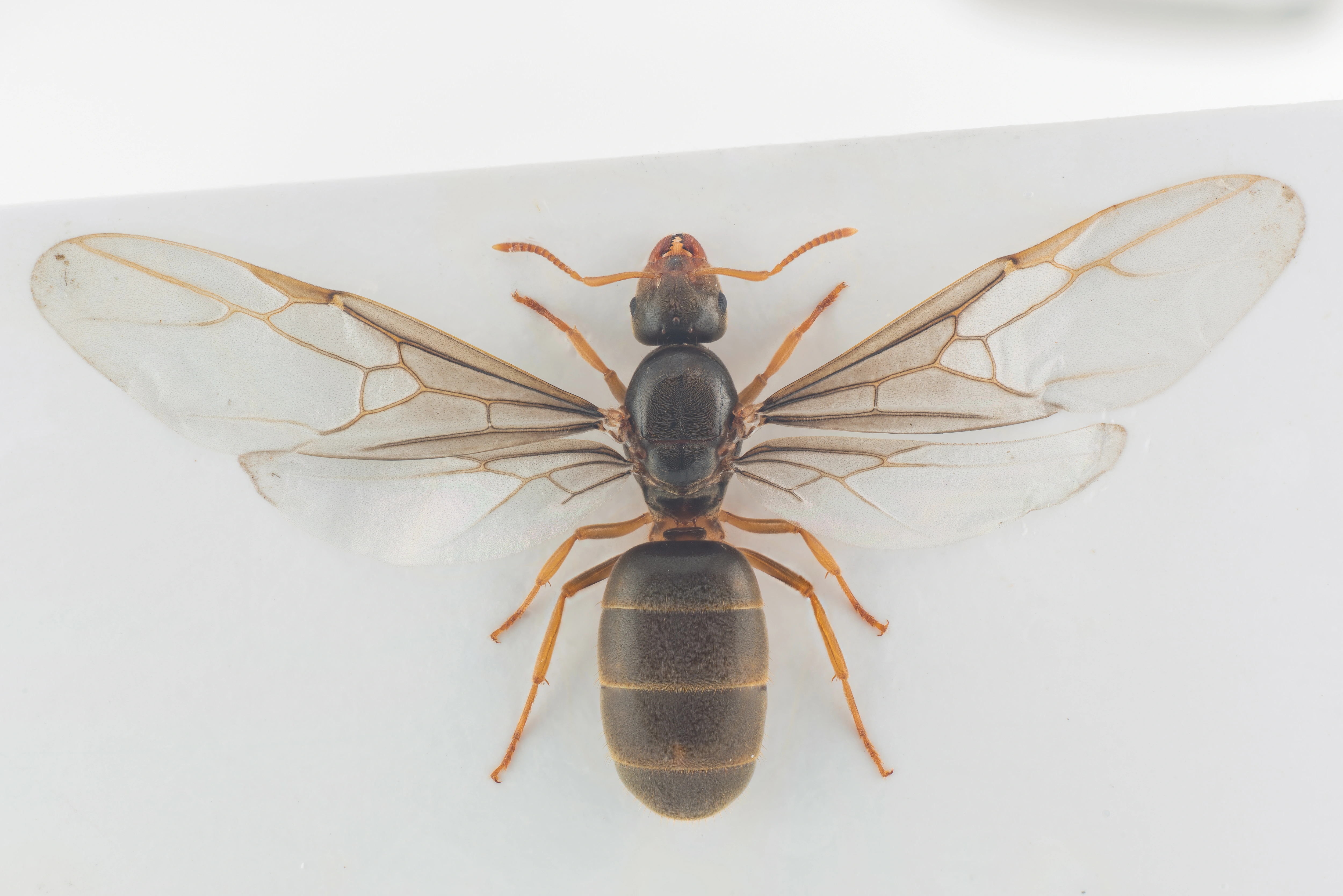 : Lasius (Cautolasius) flavus.