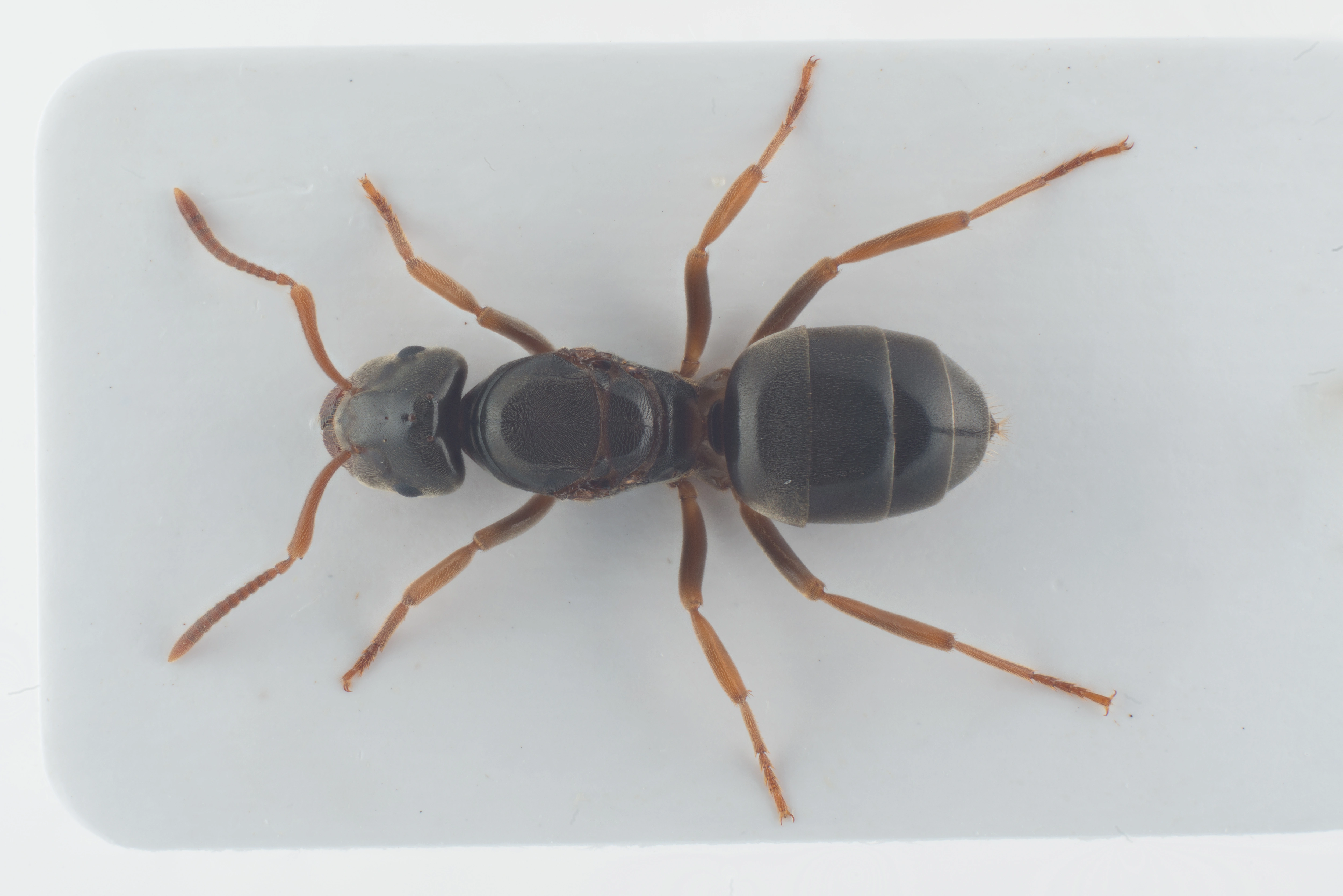 : Lasius mixtus.