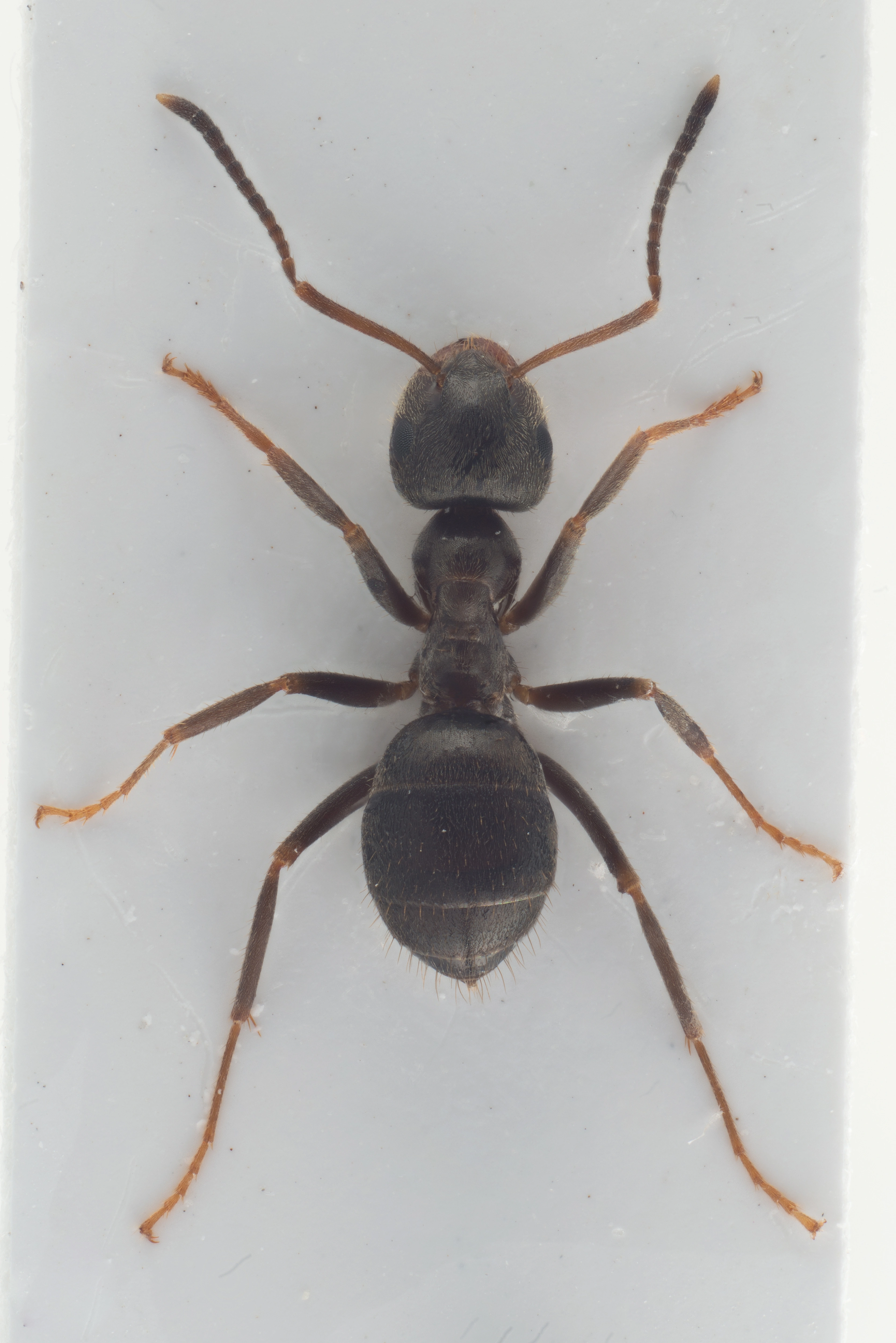 : Lasius (Lasius) niger.