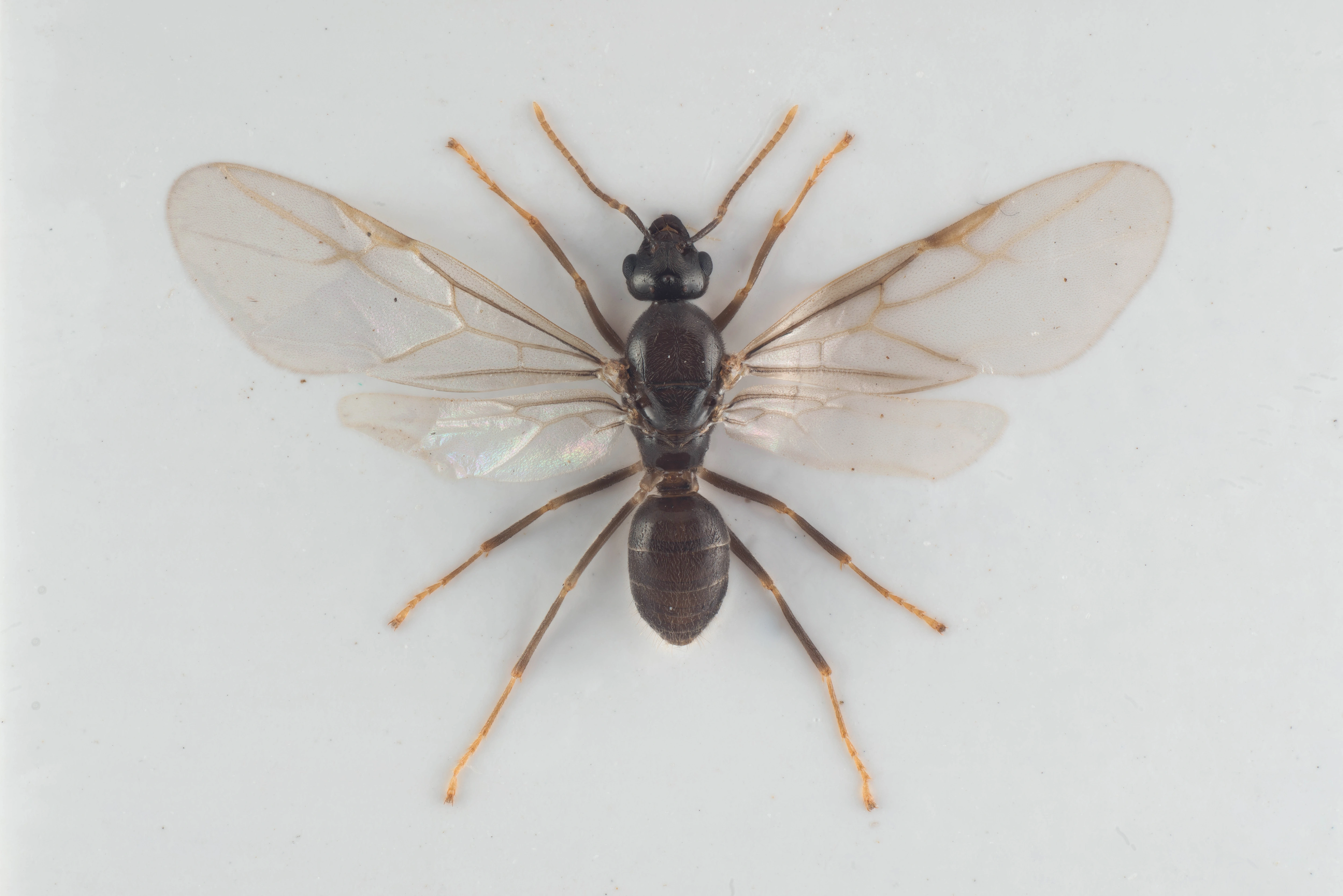 : Lasius (Cautolasius) flavus.