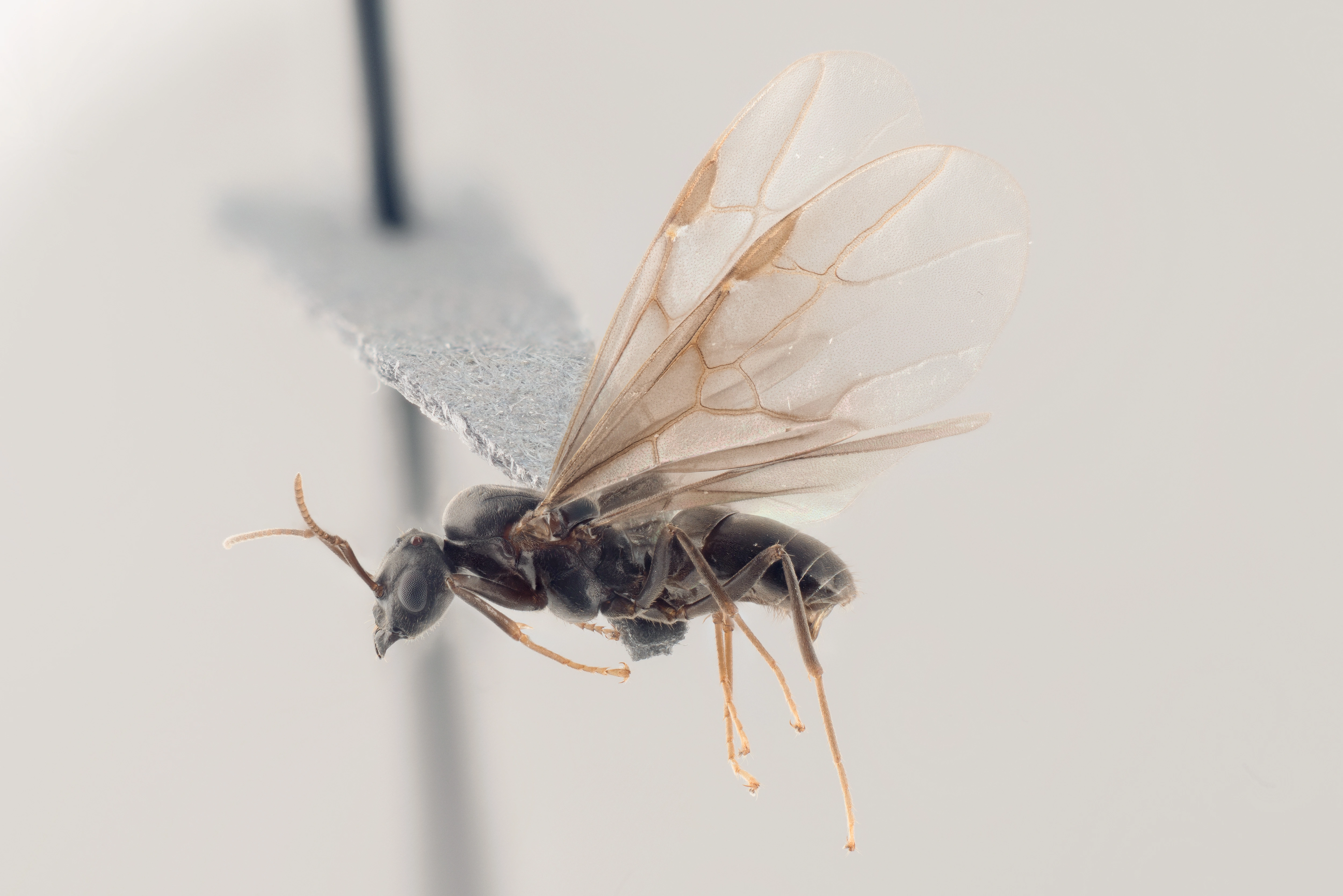 : Lasius brunneus.