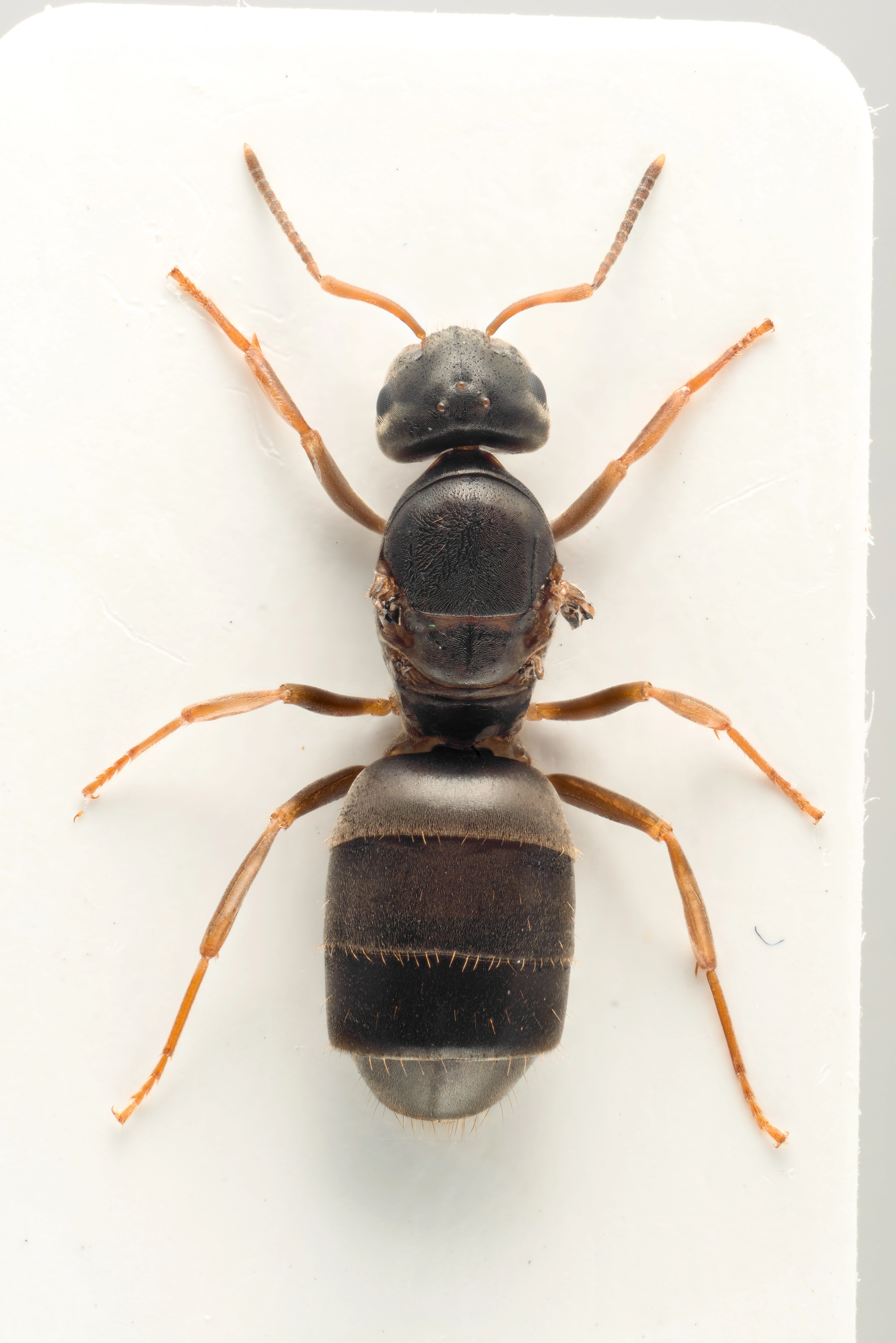 : Lasius brunneus.