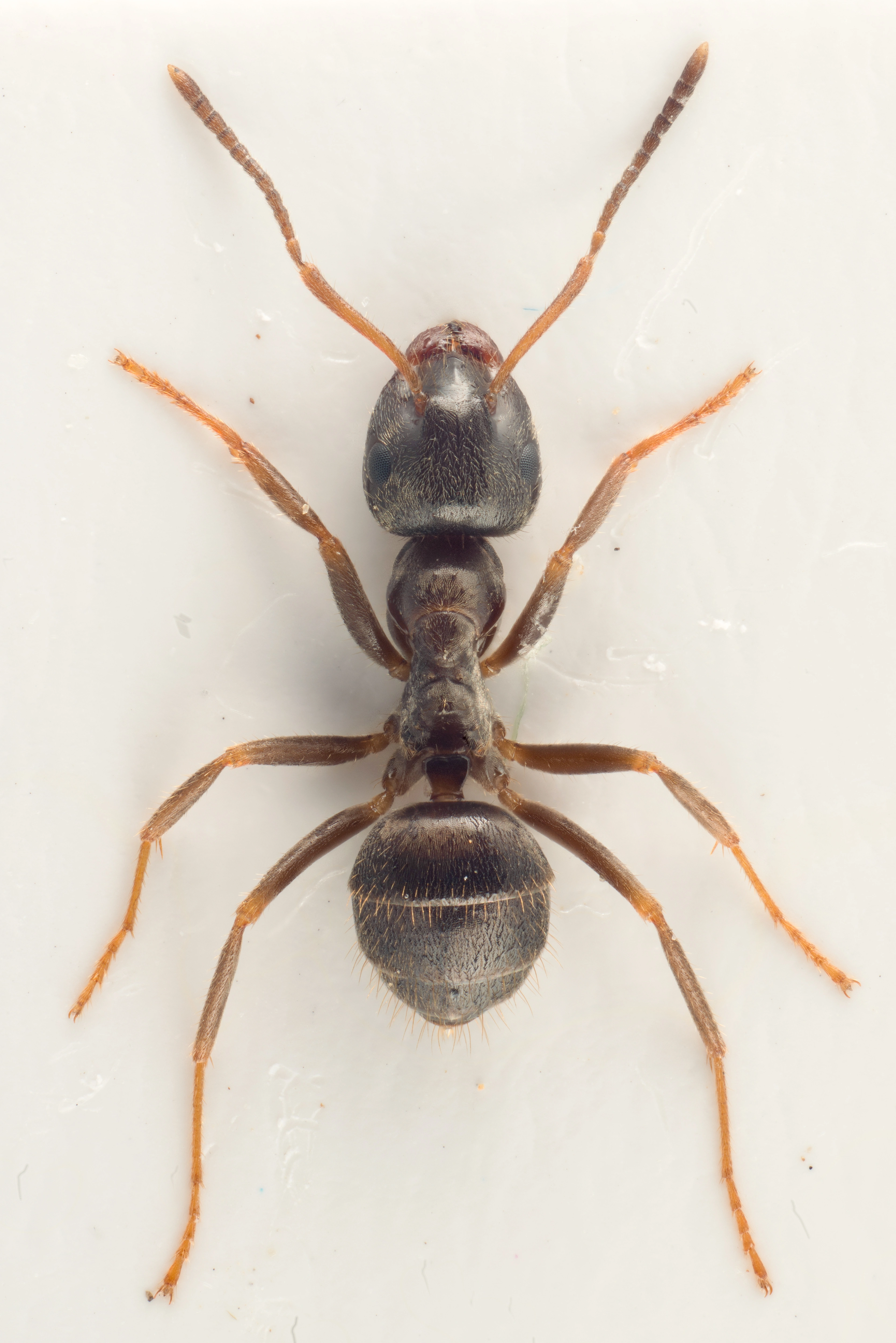 : Lasius platythorax.