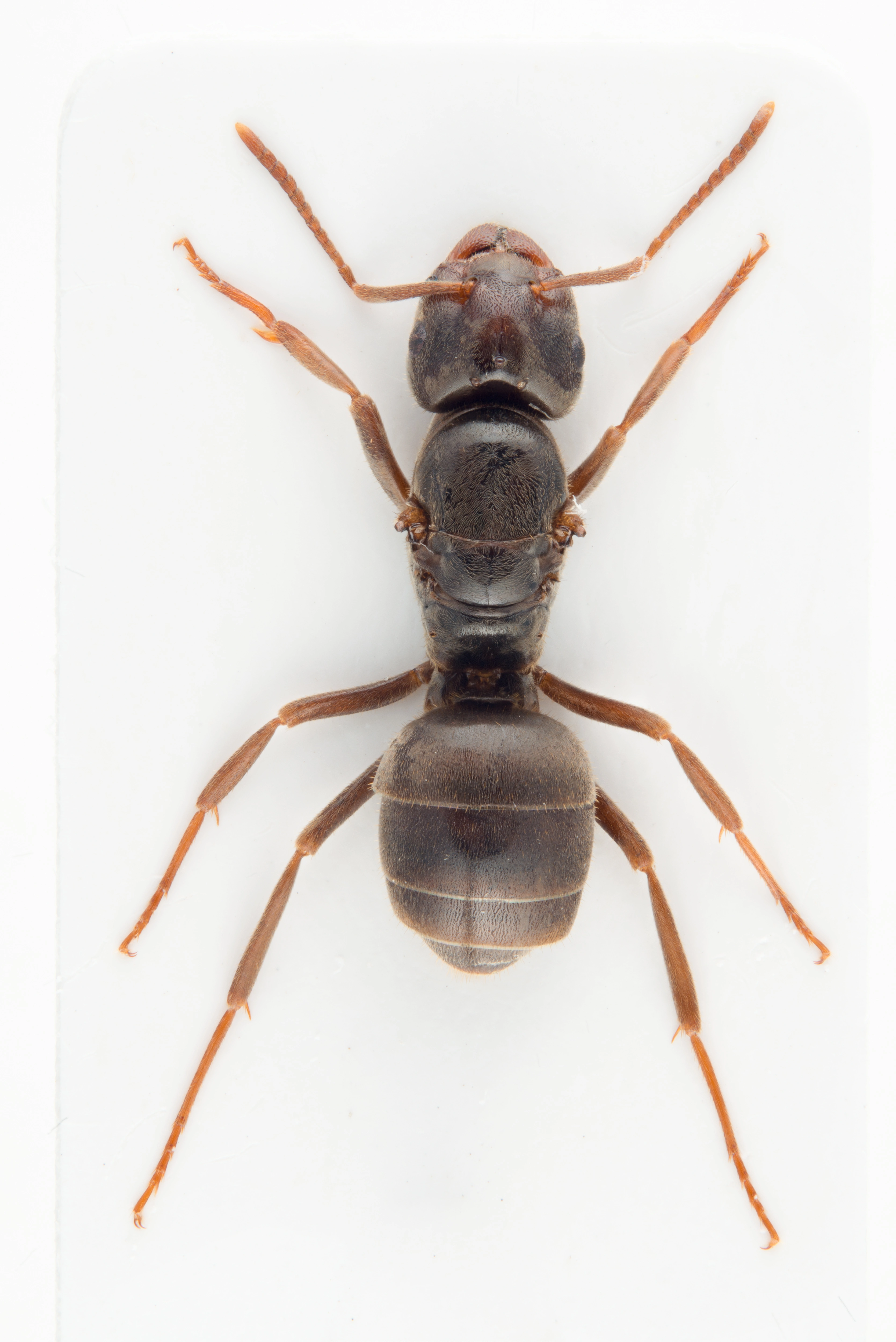 : Lasius umbratus.