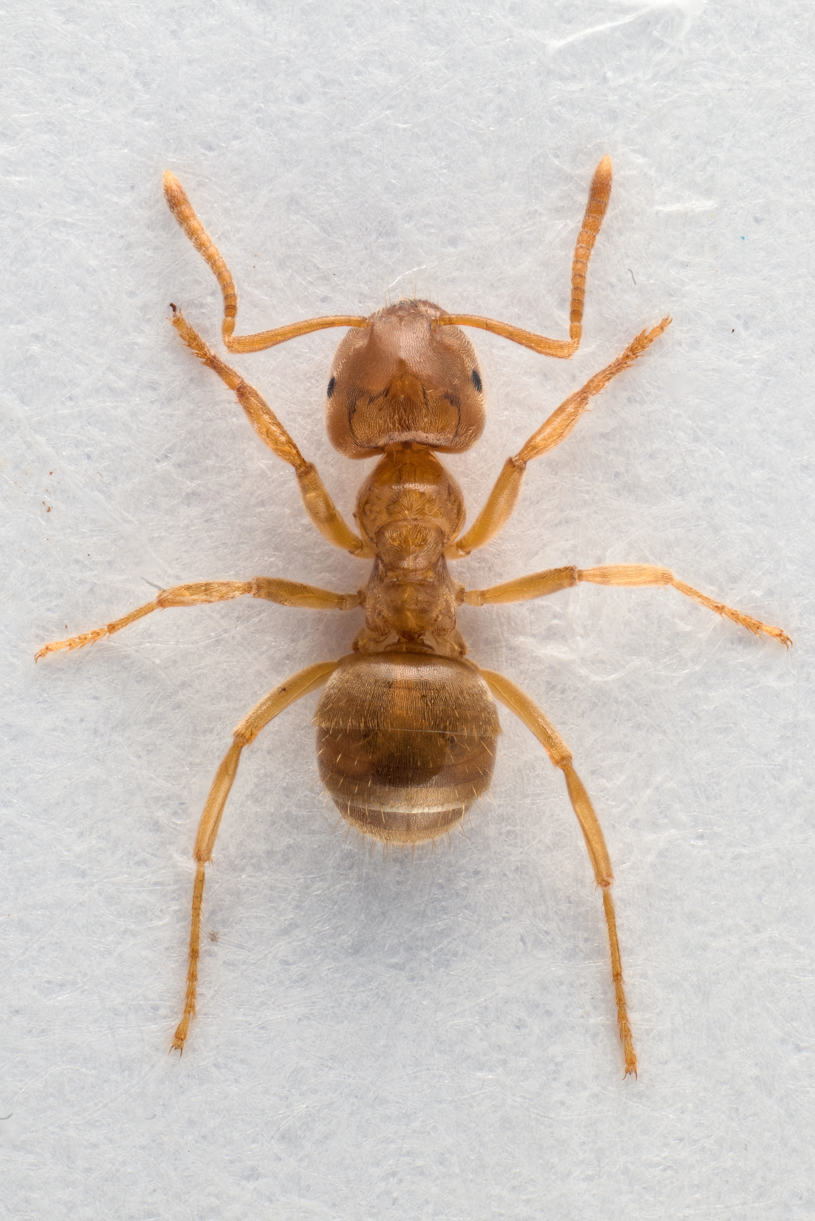 : Lasius (Cautolasius) flavus.