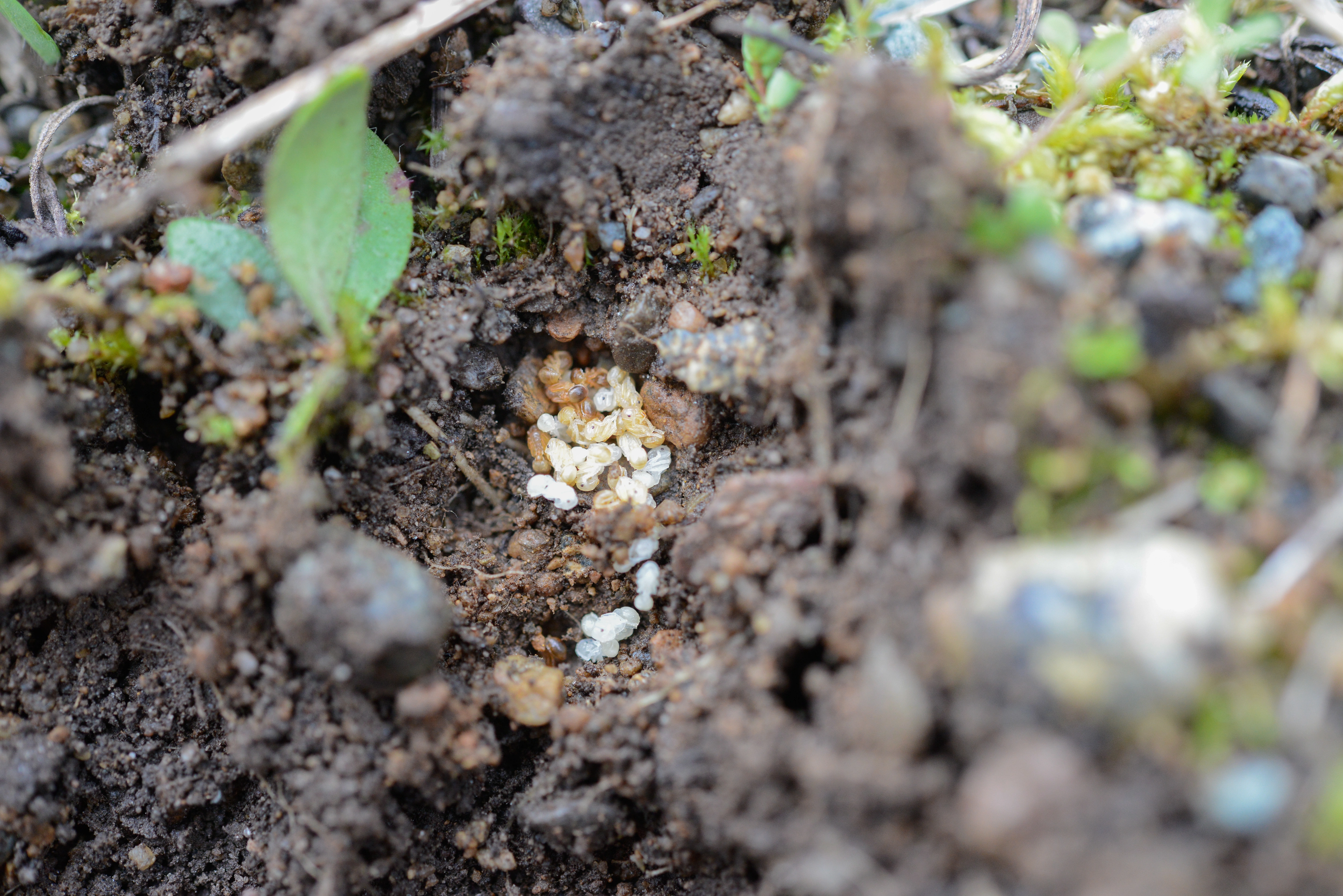 : Myrmica rugulosa.