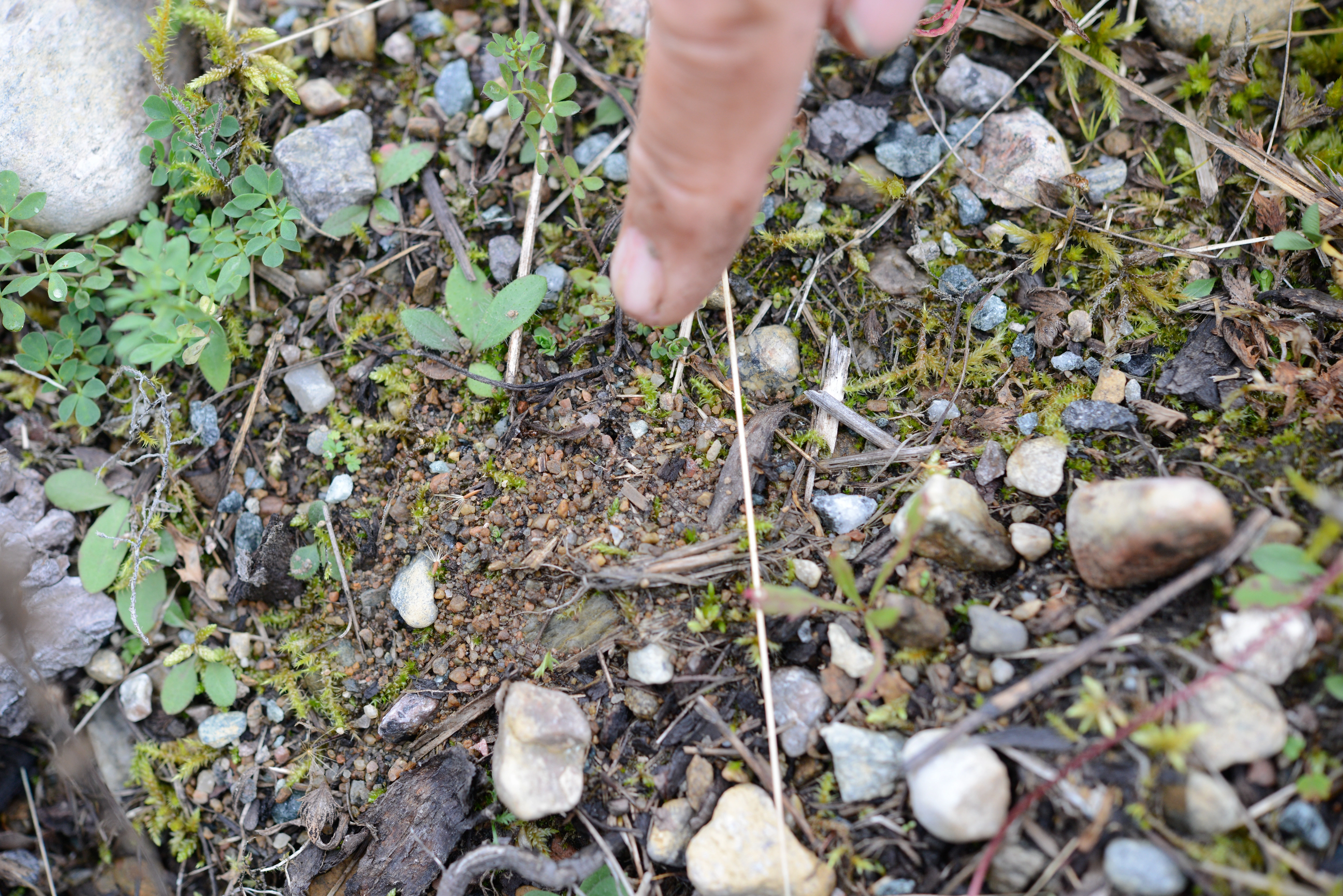 : Myrmica rugulosa.