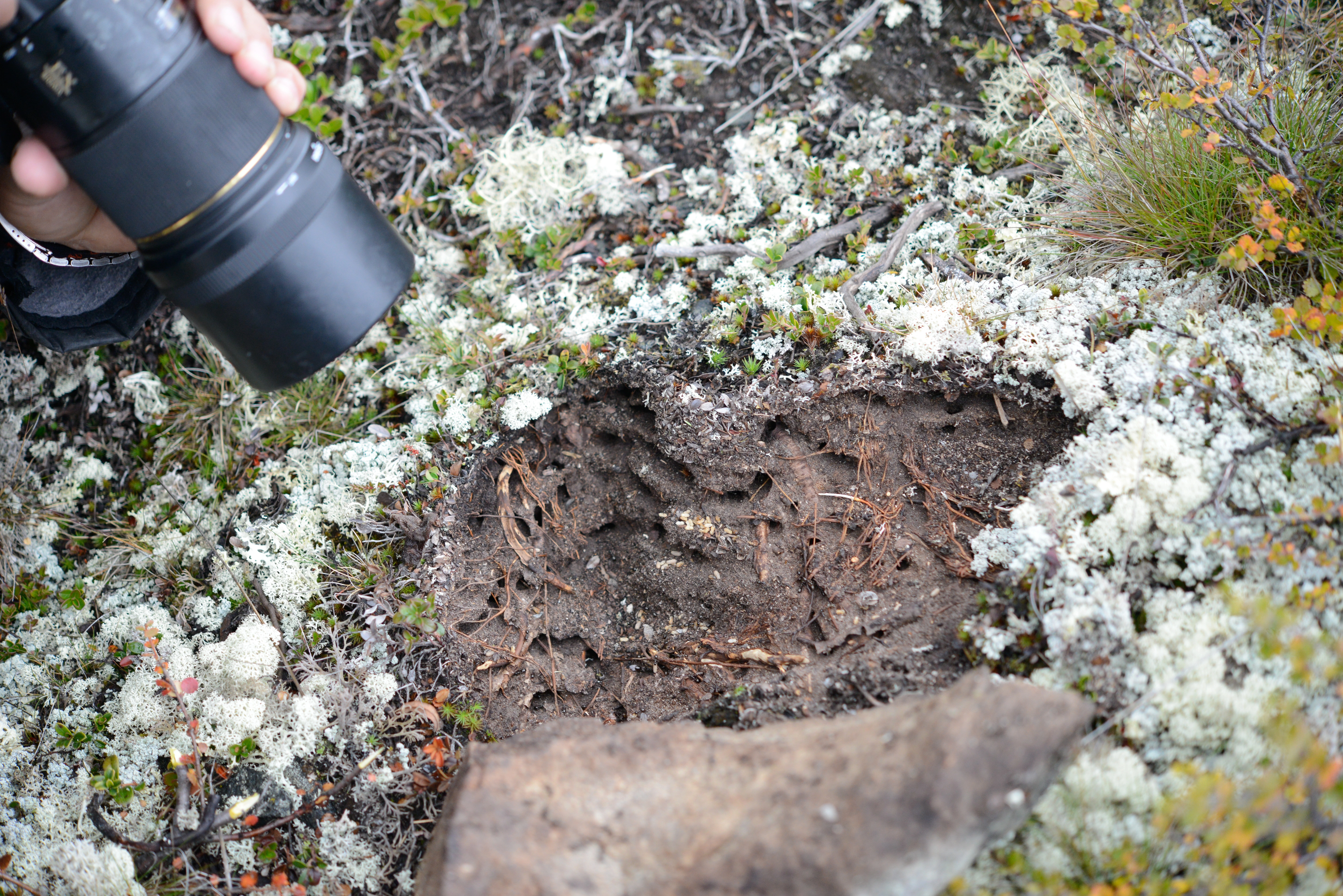 : Formica (Serviformica) gagatoides.