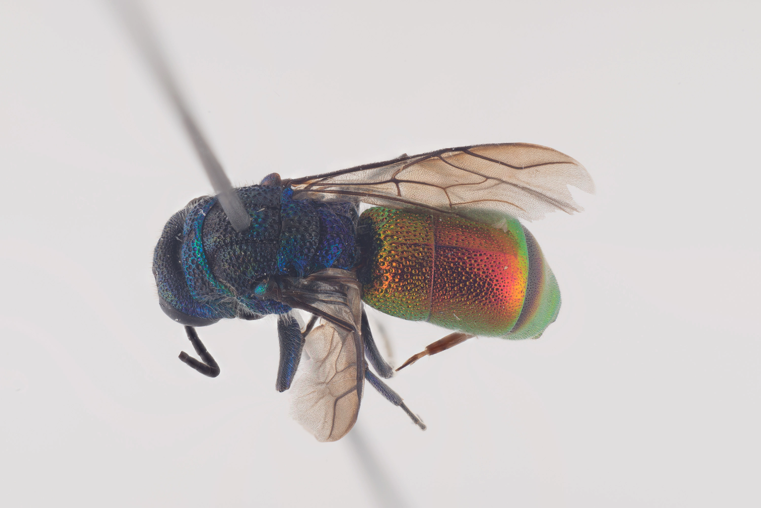 : Chrysis subcoriacea.