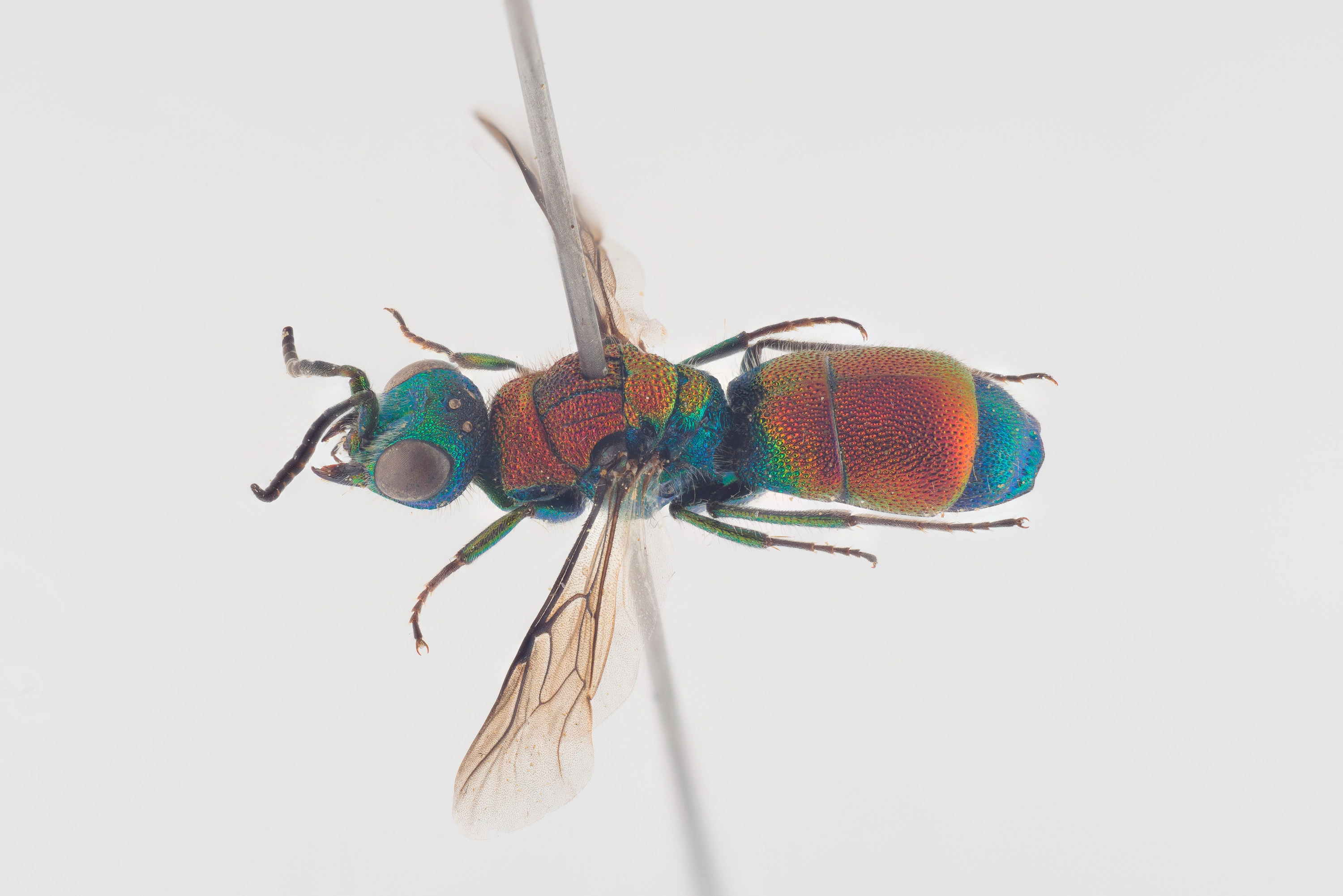 : Chrysis viridula.