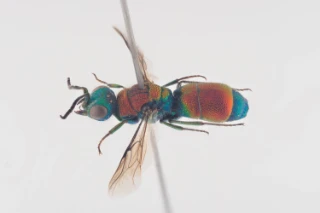 : Chrysis viridula.