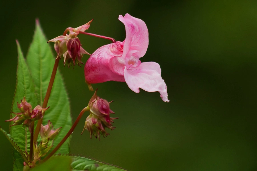 : Impatiens glandulifera.