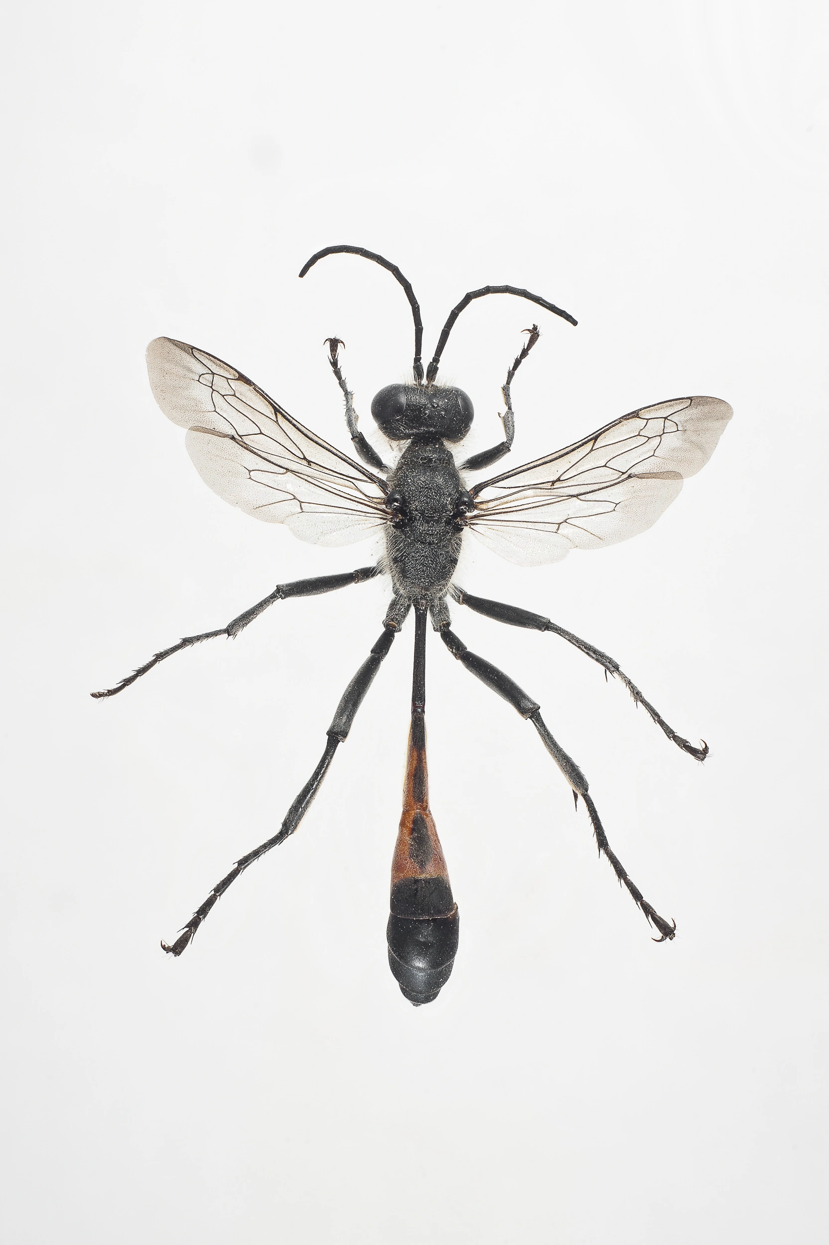 : Ammophila sabulosa.