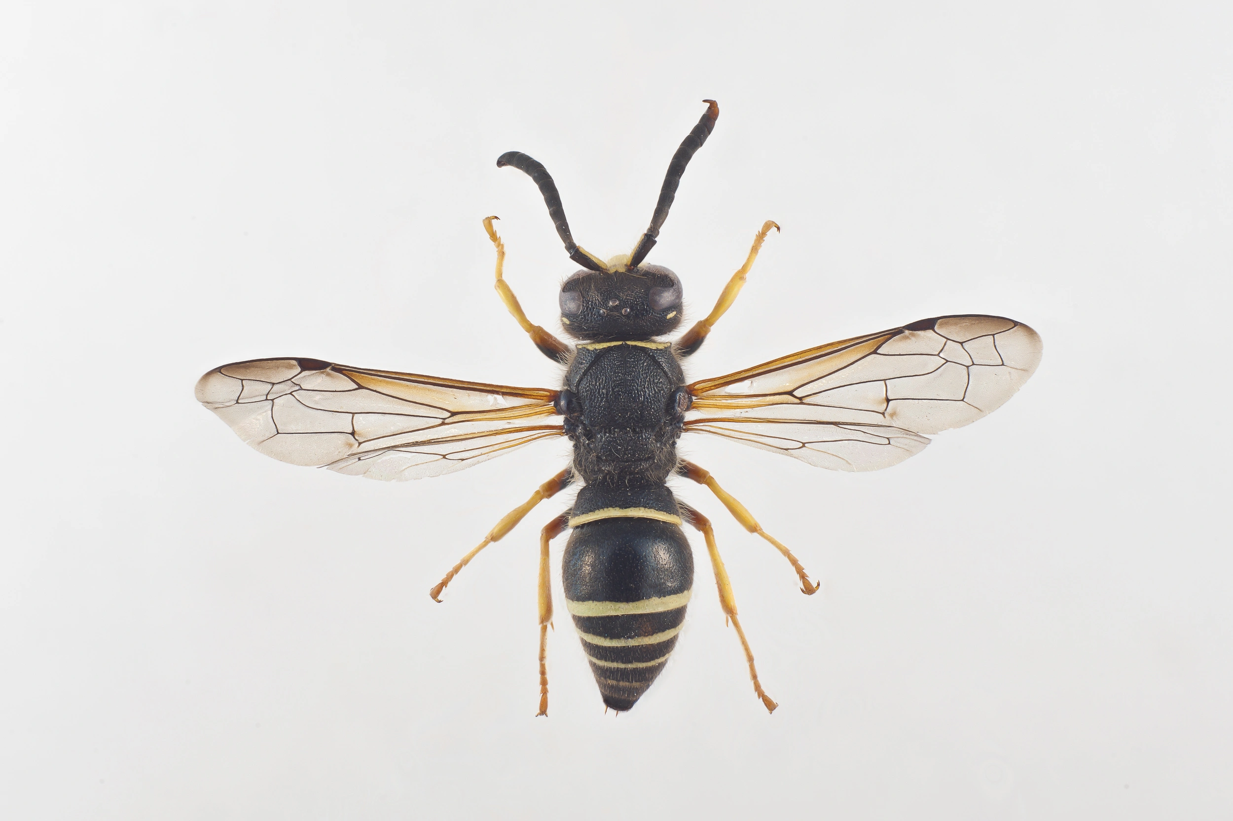 : Ancistrocerus oviventris.