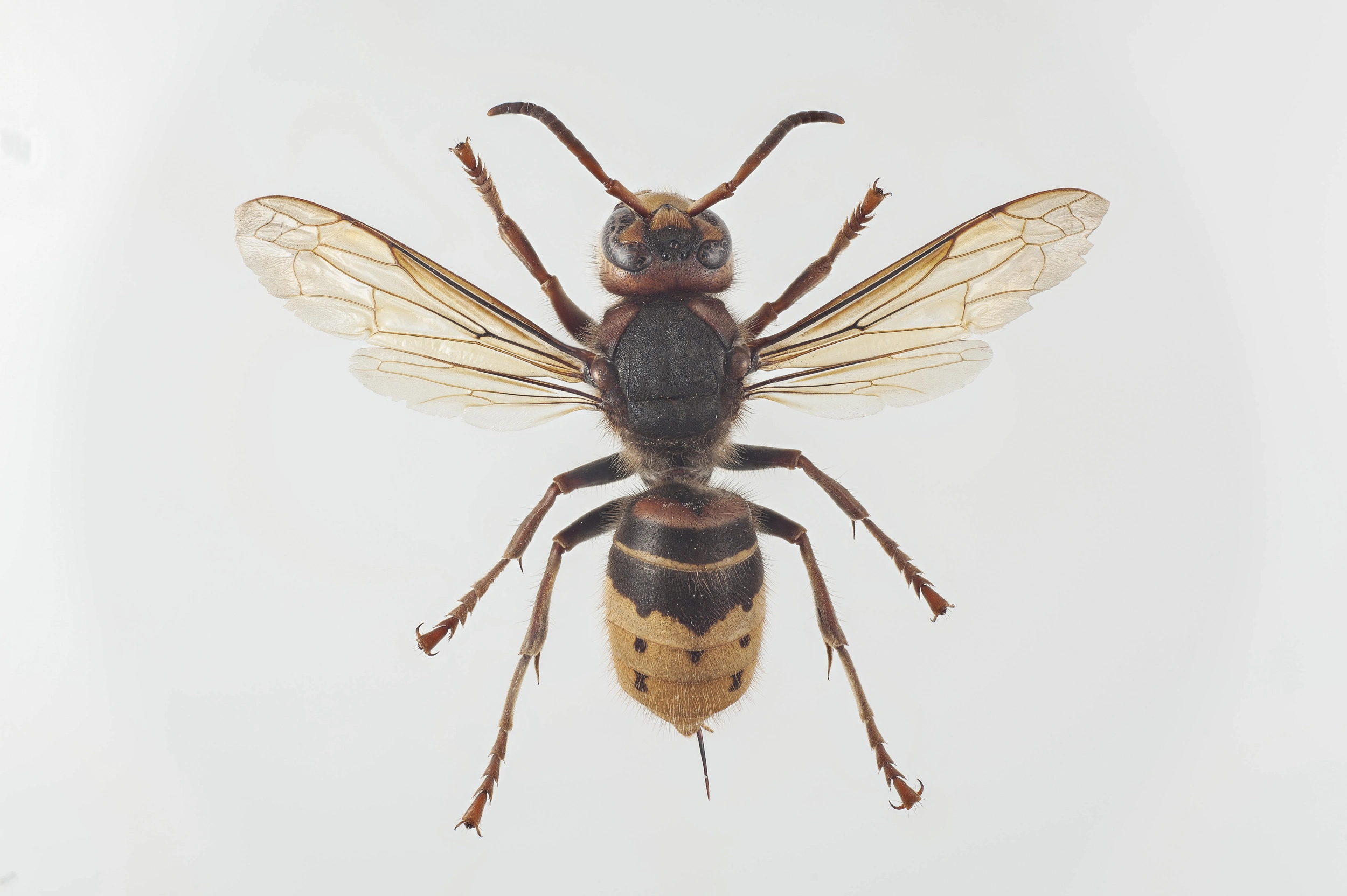 : Vespa crabro.