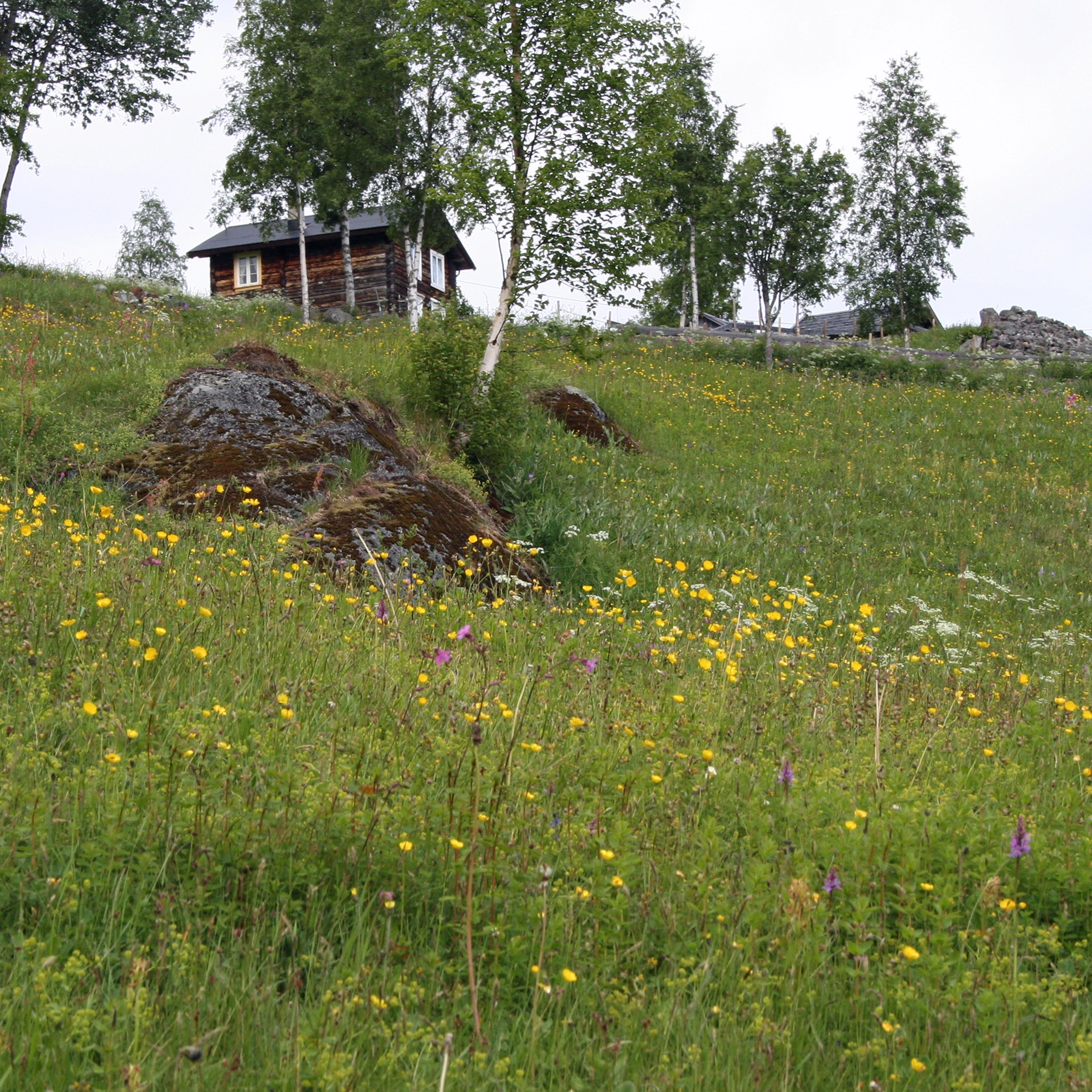 : Dactylorhiza sambucina. T32 Semi-naturlig eng.