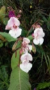 : Impatiens glandulifera.