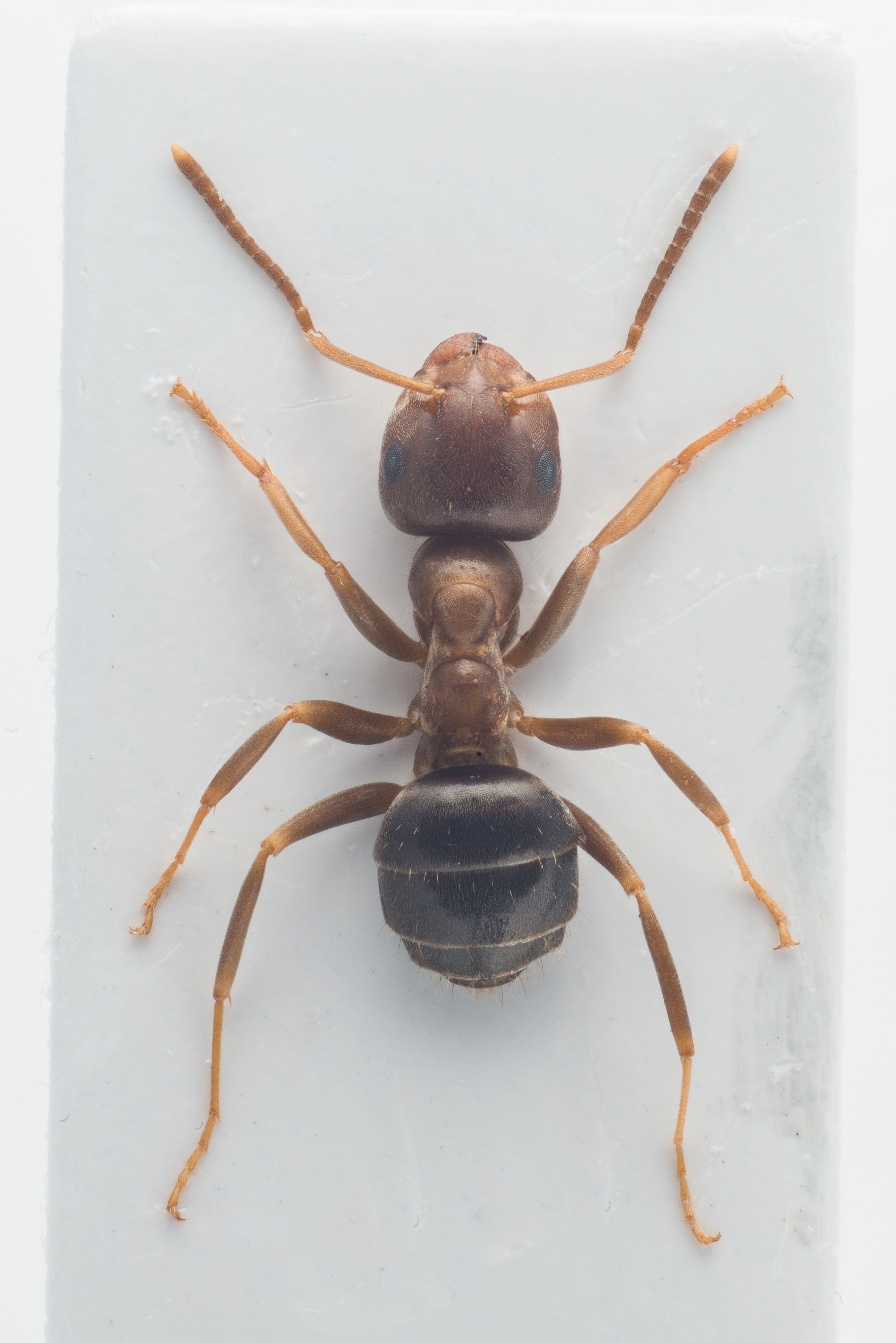 : Lasius brunneus.