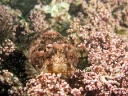 : Cottidae.