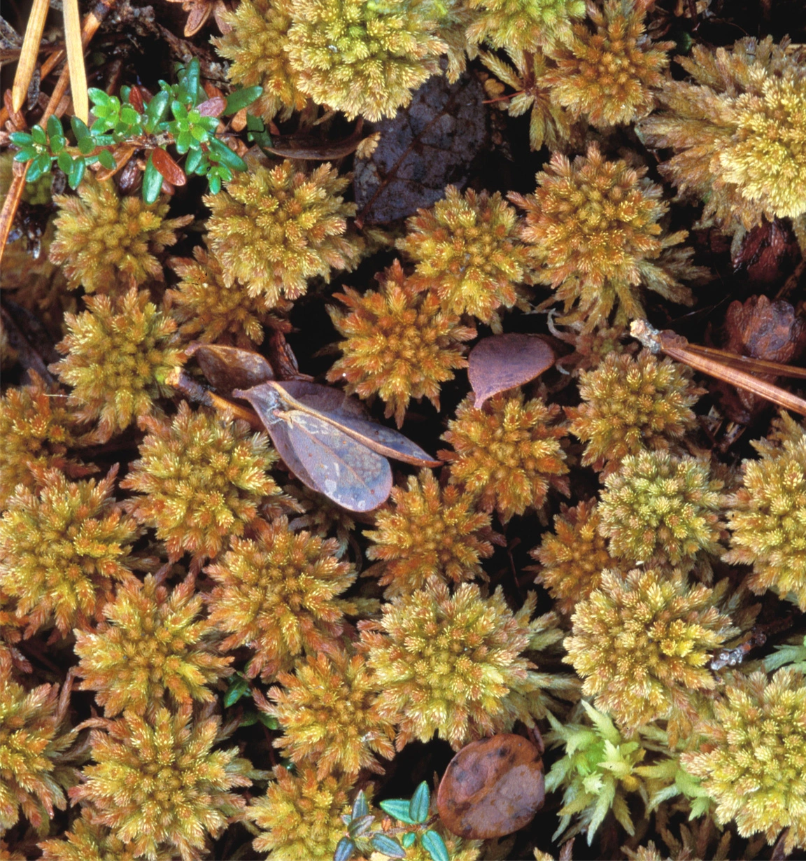 : Sphagnum (Acutifolia) wulfianum.