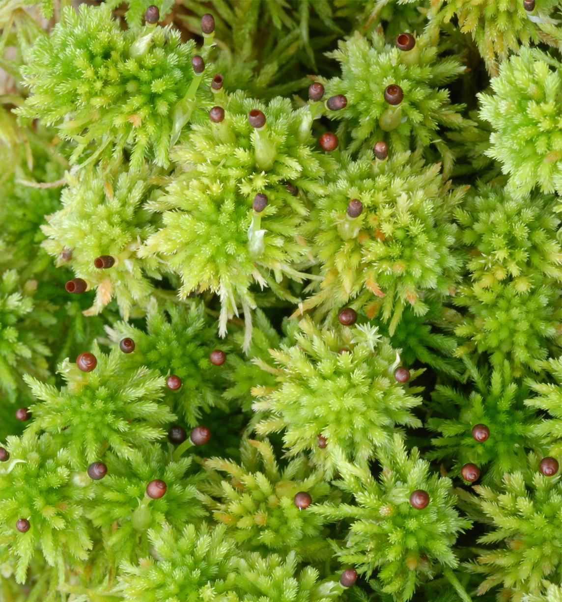 : Sphagnum (Acutifolia) wulfianum.