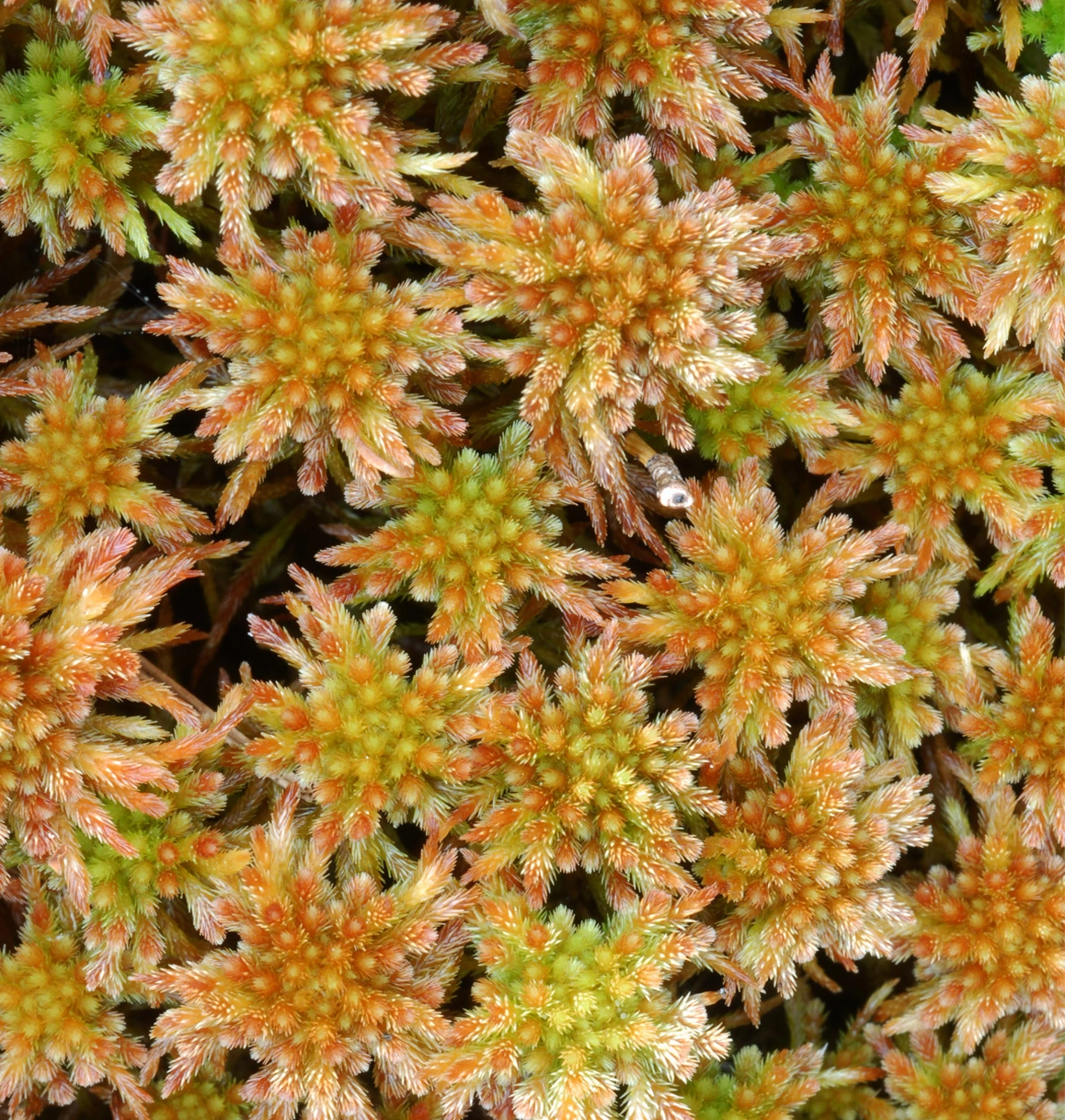 : Sphagnum (Acutifolia) wulfianum.