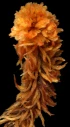 : Sphagnum wulfianum.