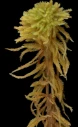 : Sphagnum wulfianum.