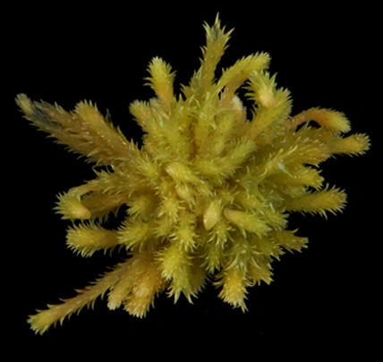 : Sphagnum wulfianum.