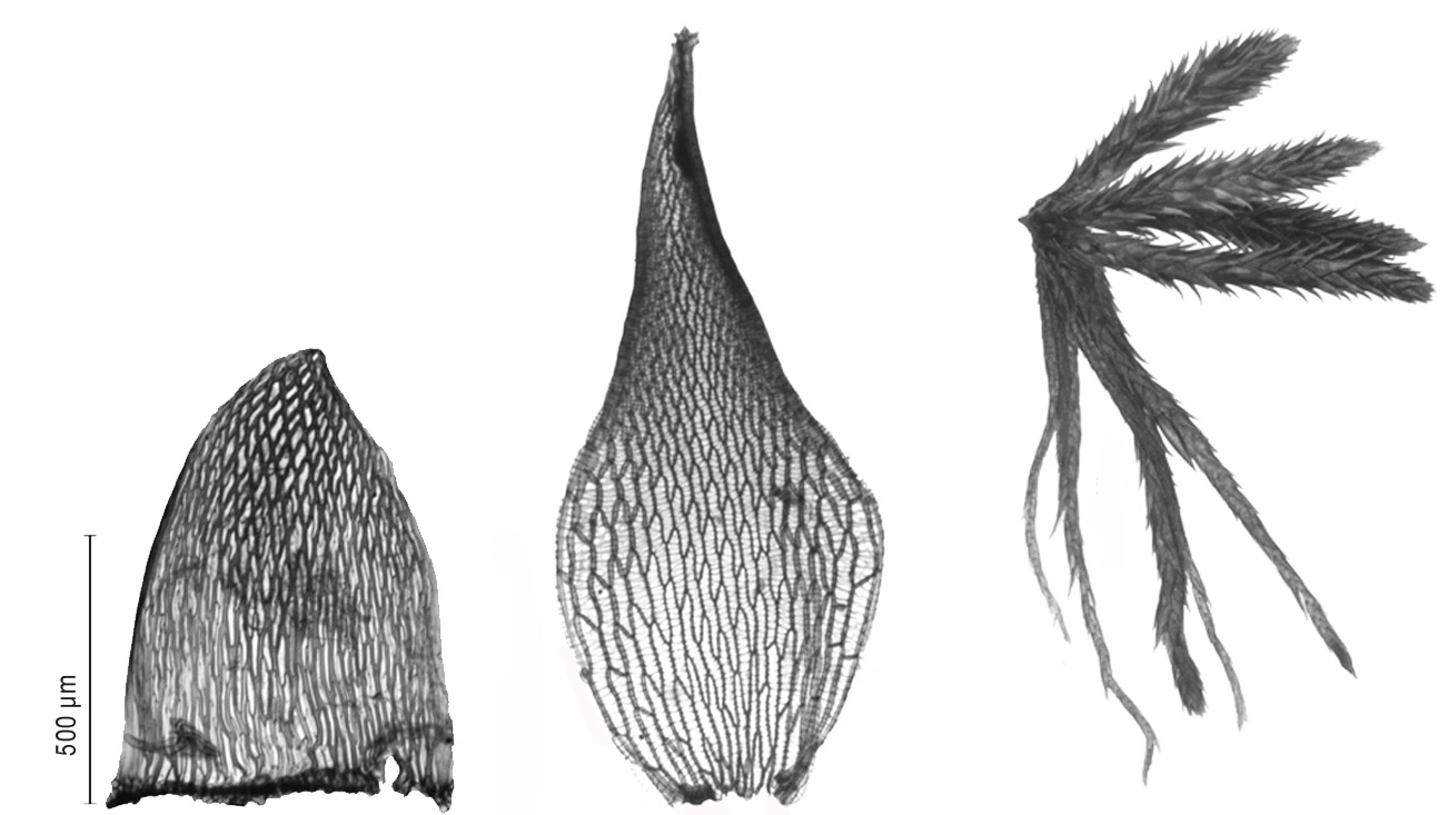 : Sphagnum (Acutifolia) wulfianum.