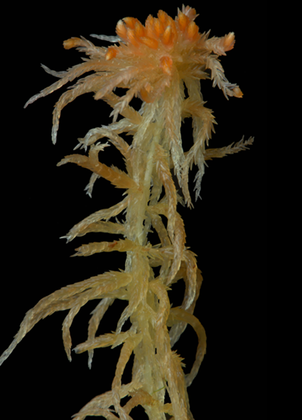 : Sphagnum (Cuspidata) troendelagicum.