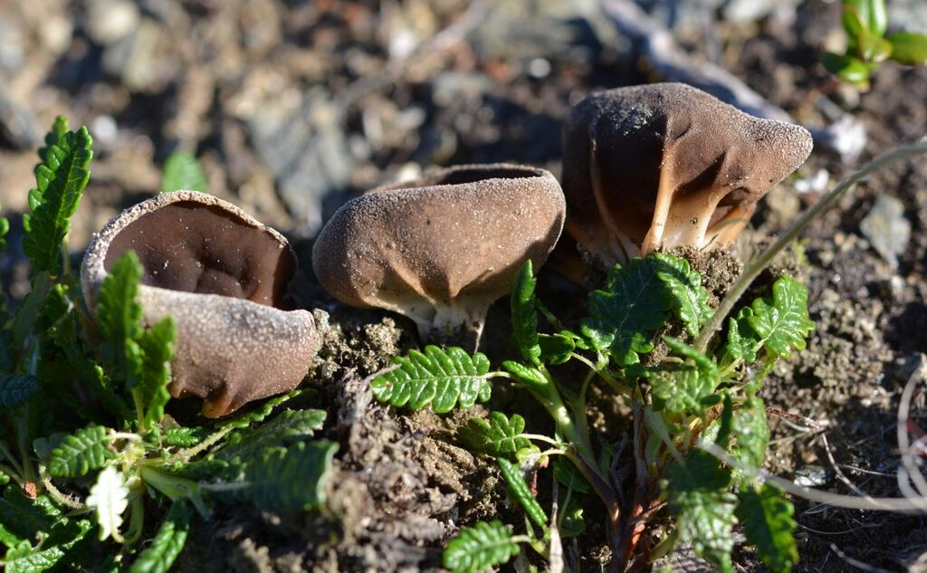 : Helvella arctoalpina.