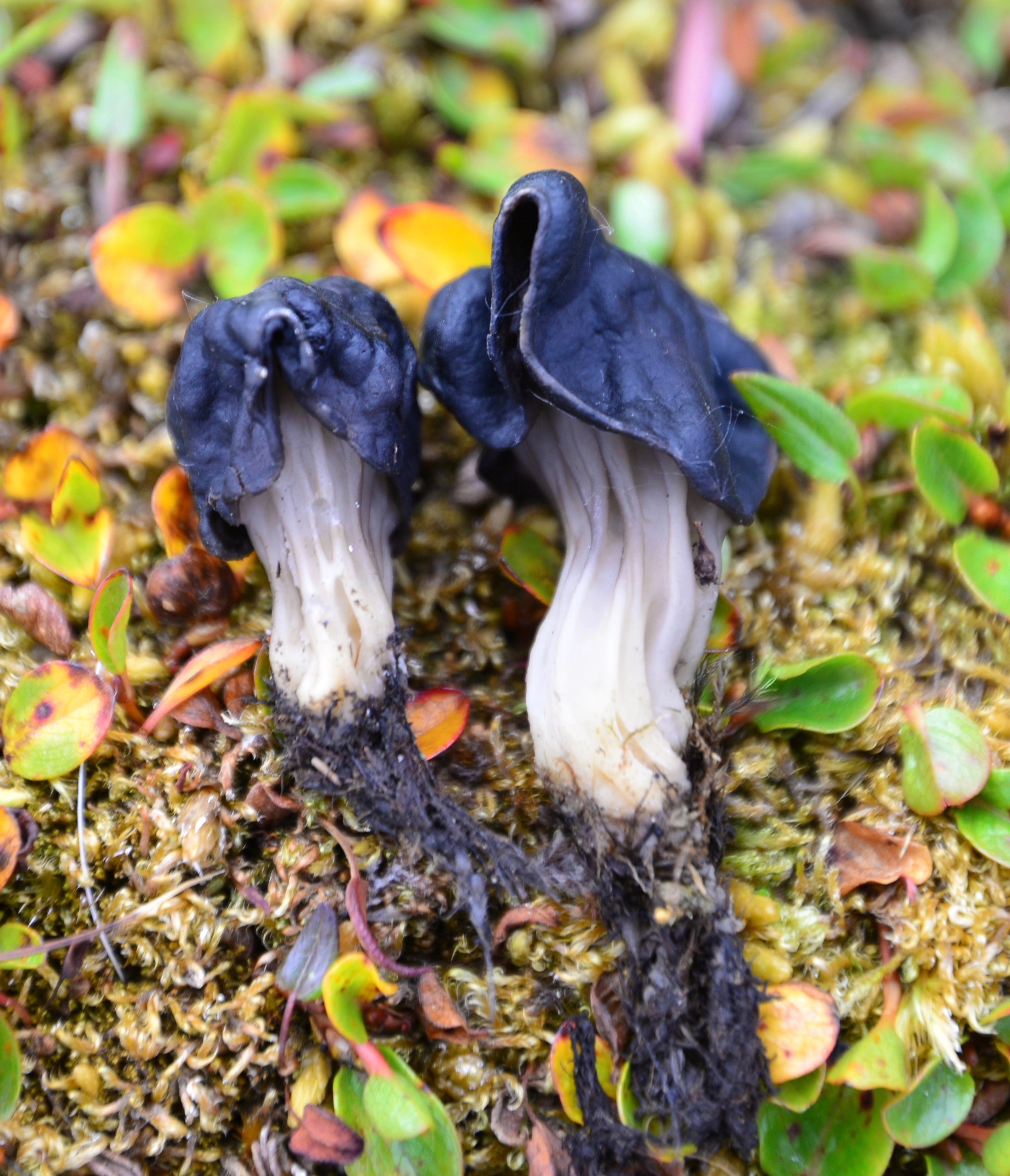 : Helvella lacunosa.