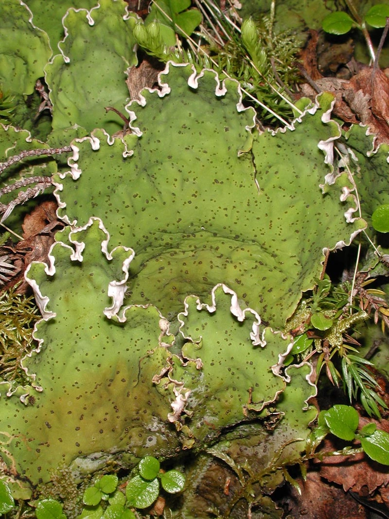 : Peltigera latiloba.