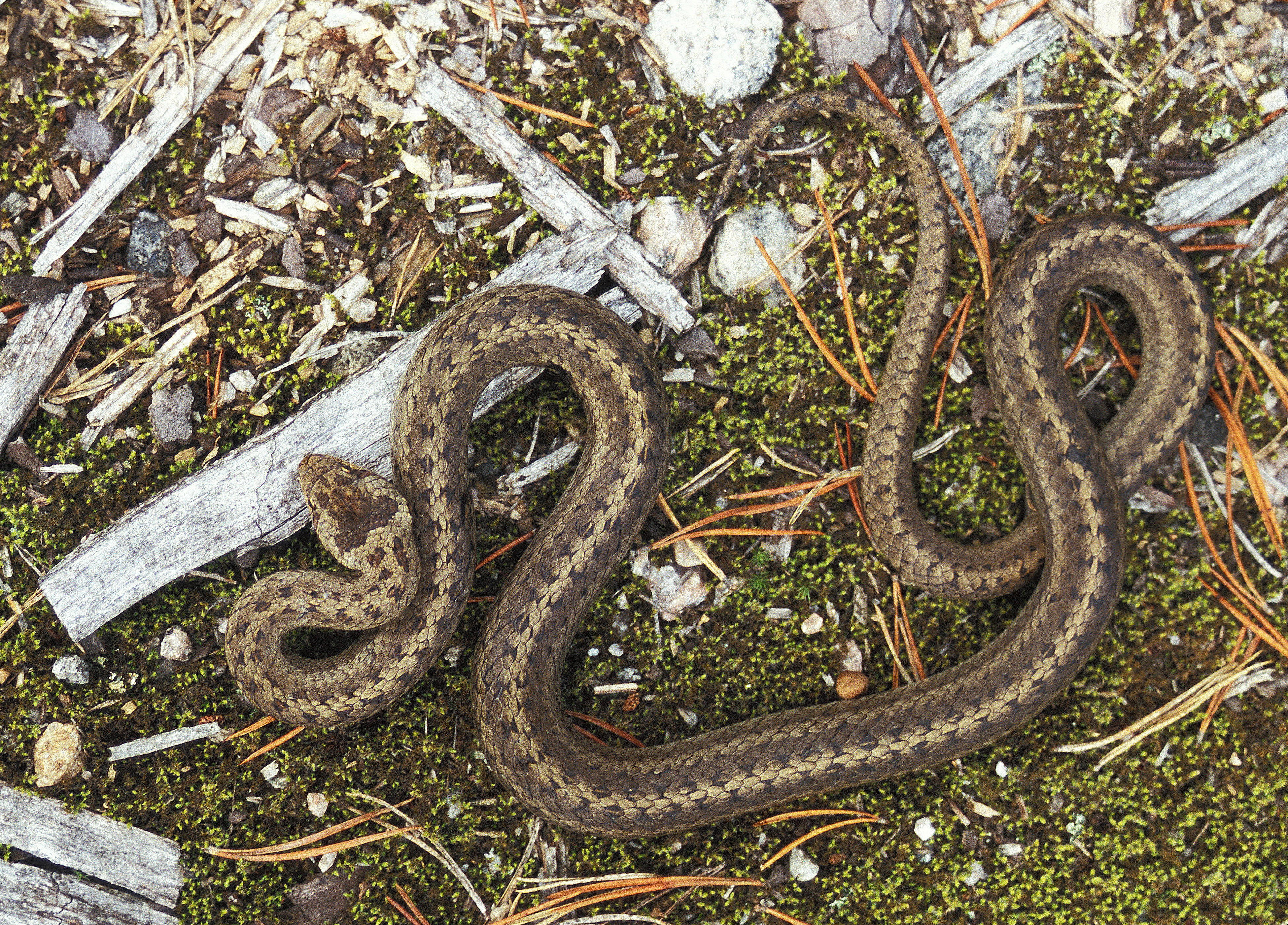 : Coronella austriaca.