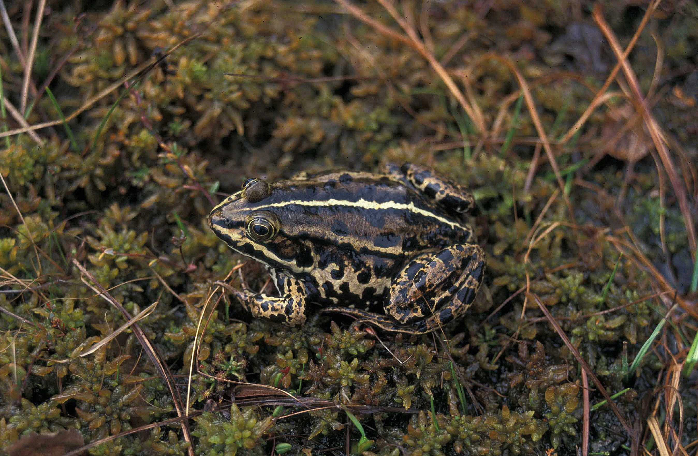 : Pelophylax lessonae.