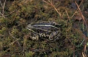 : Pelophylax lessonae.