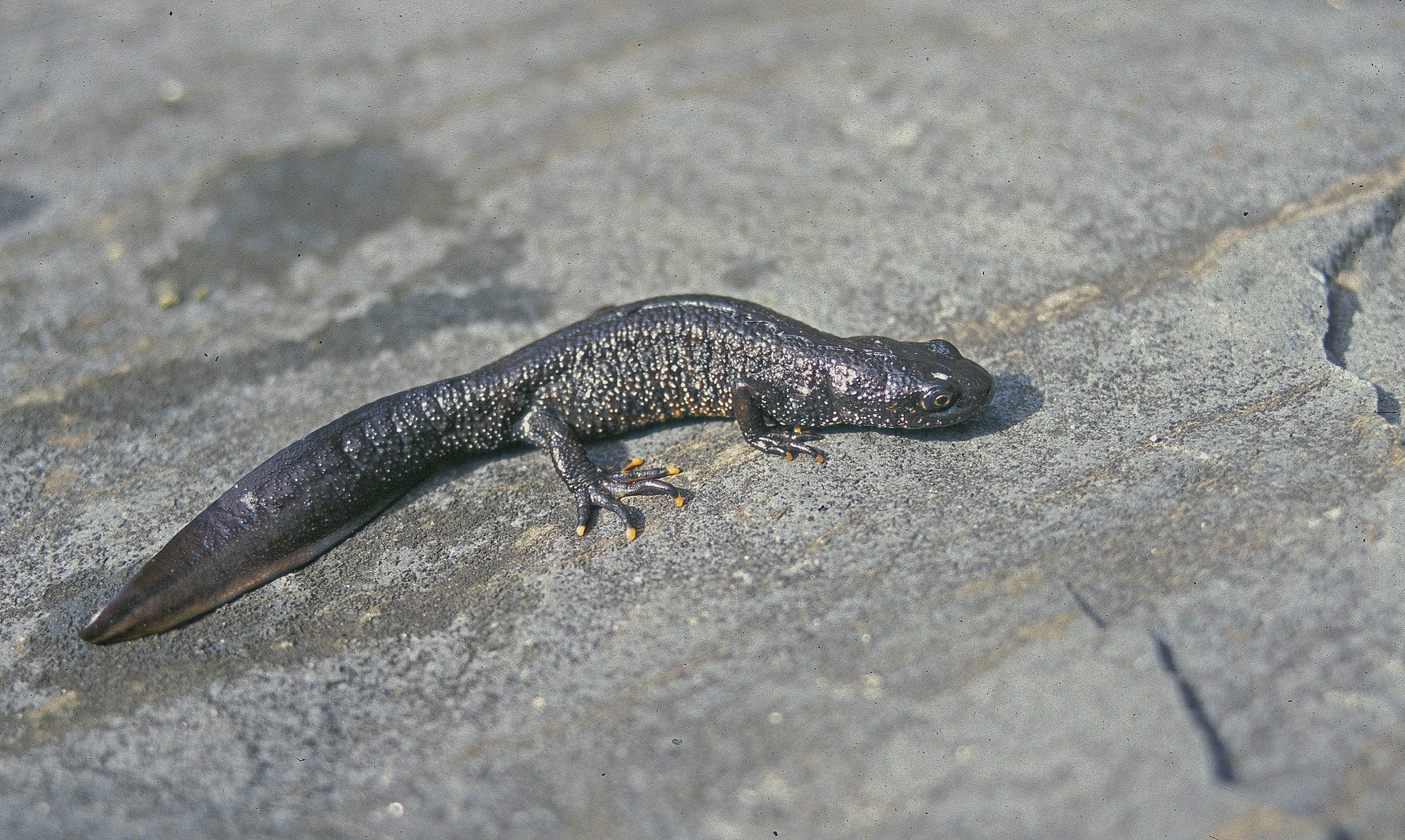 : Triturus cristatus.