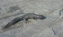 : Triturus cristatus.