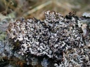 : Hypogymnia bitteri.