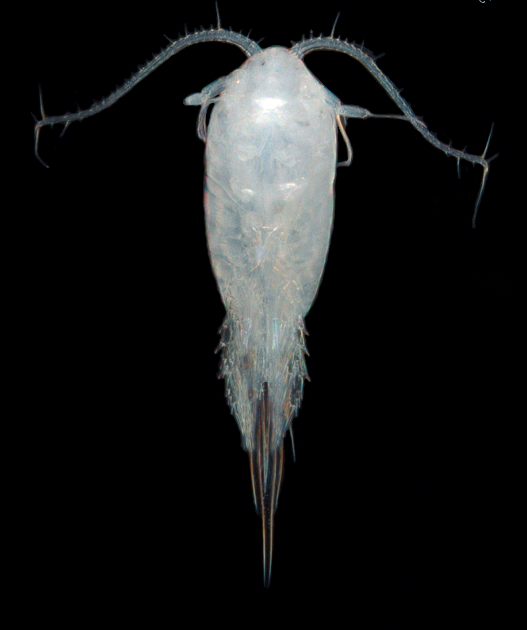 : Tharybis macrophthalma.