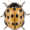 : Anatis ocellata.