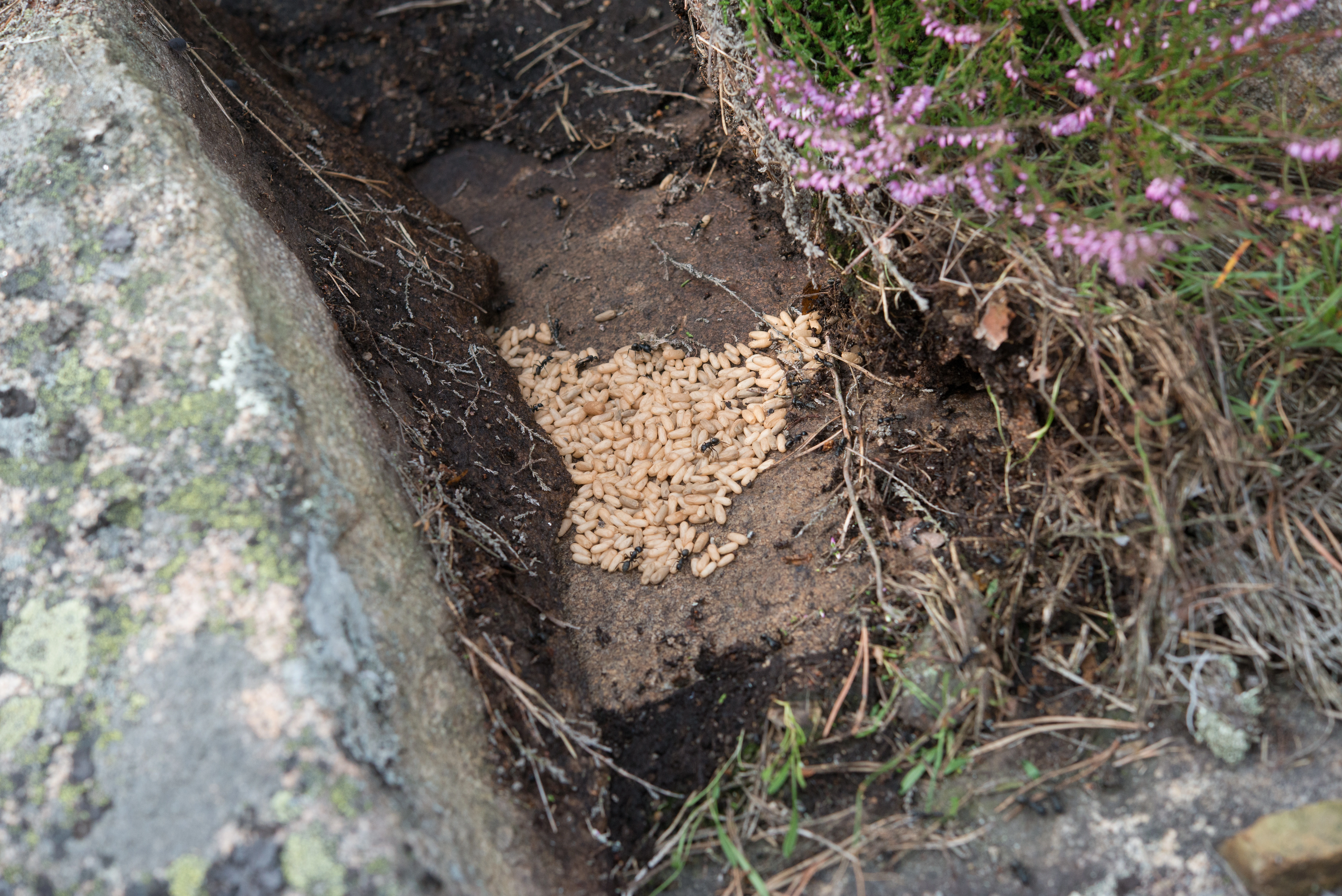 : Camponotus vagus.