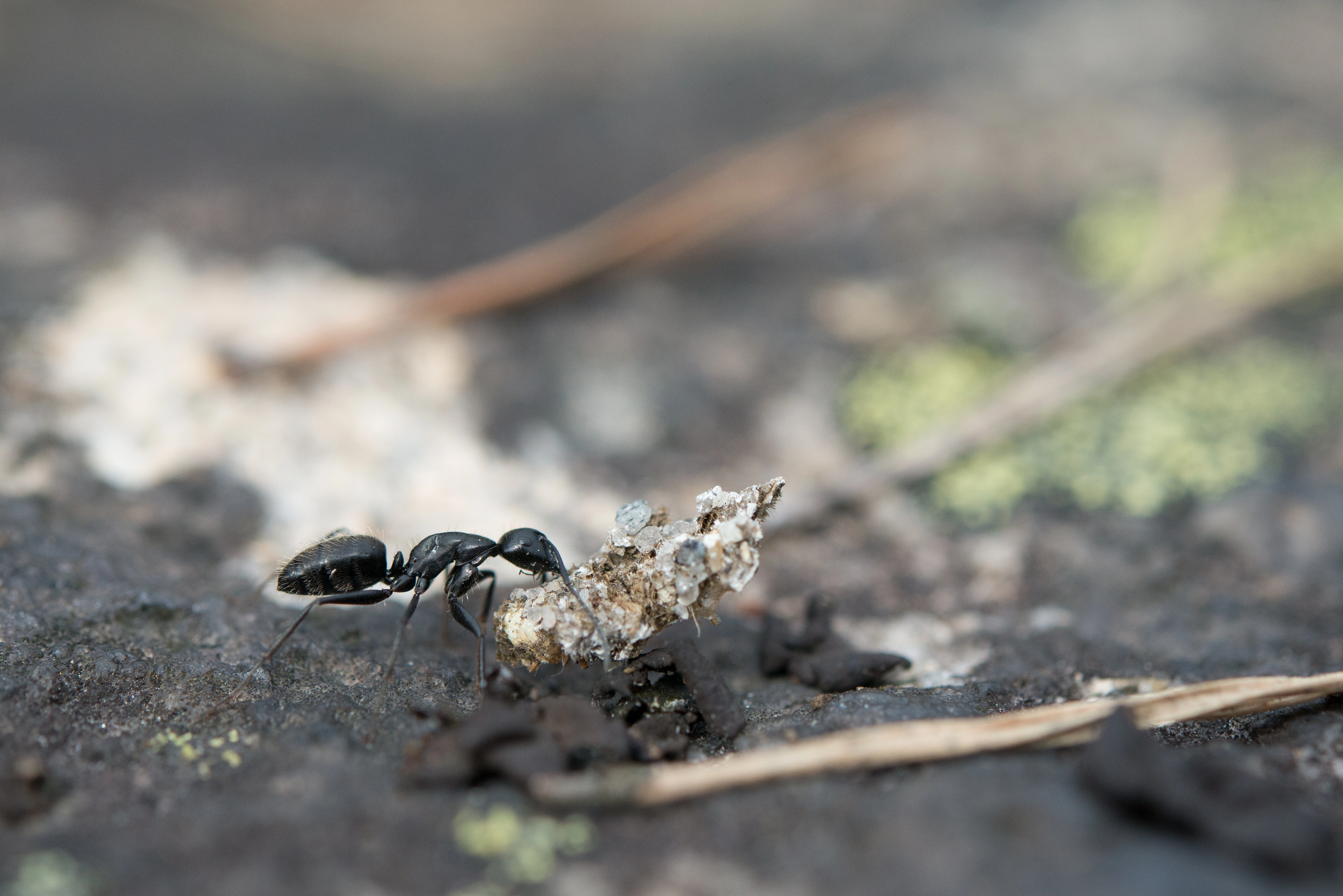 : Camponotus vagus.